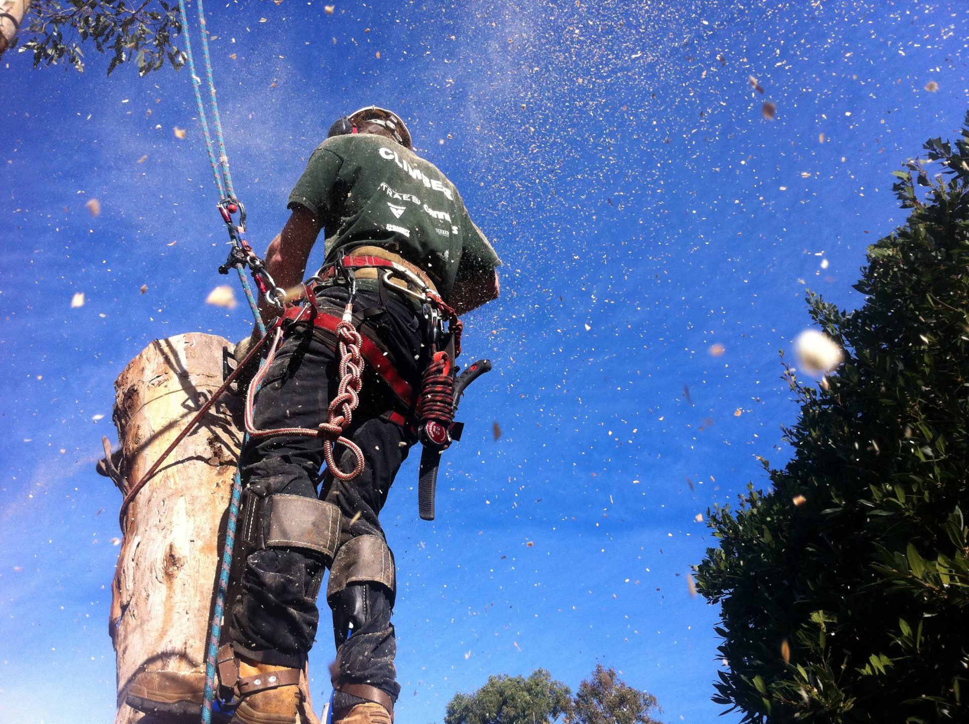 Get Professional Tree Removal Services in Frankston 3199 from Cut It Right Tree Services