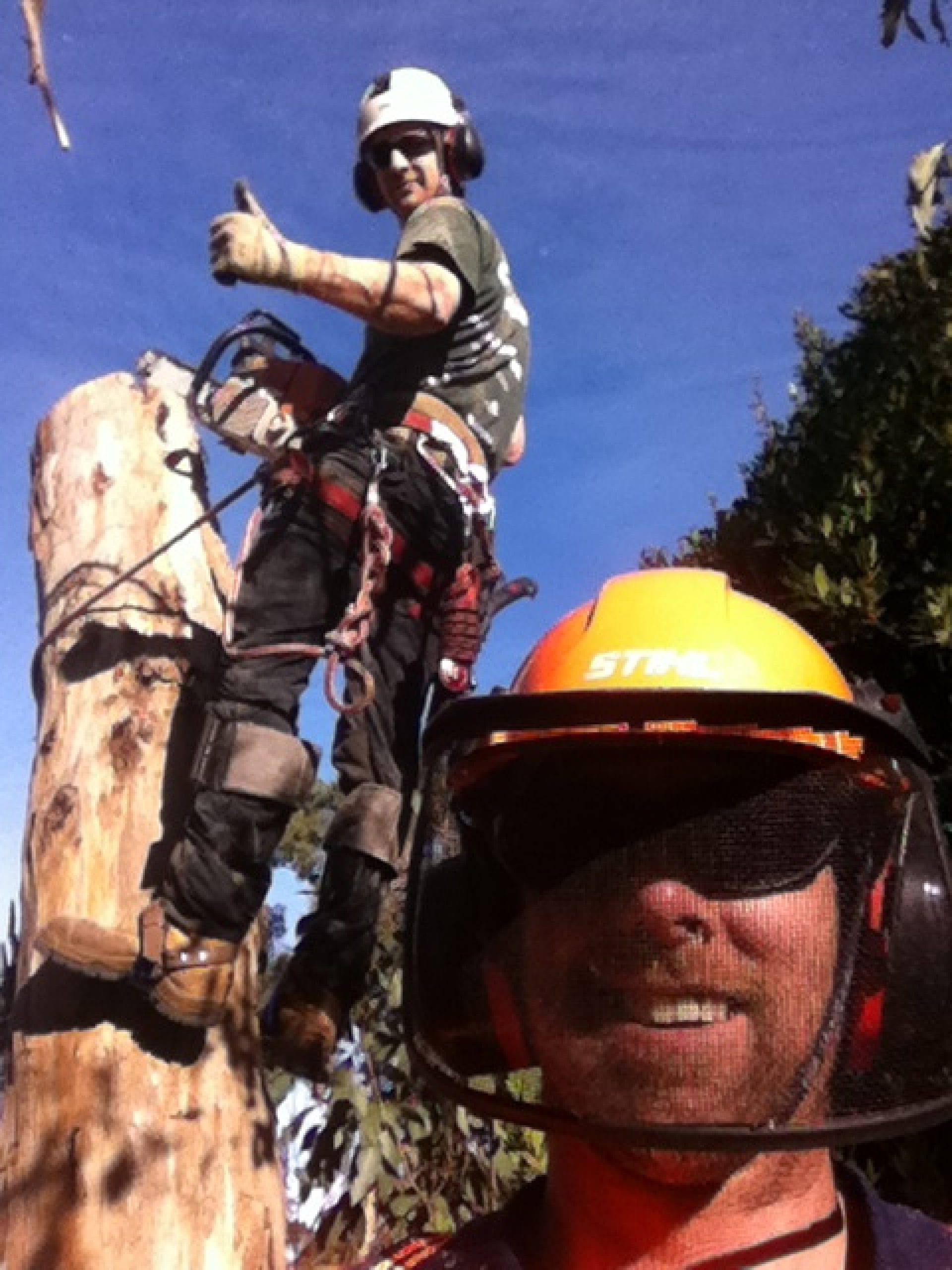 Expert Tree Pruning Services in Mount Eliza: Choose Mount Eliza Tree Removal for Superior Results