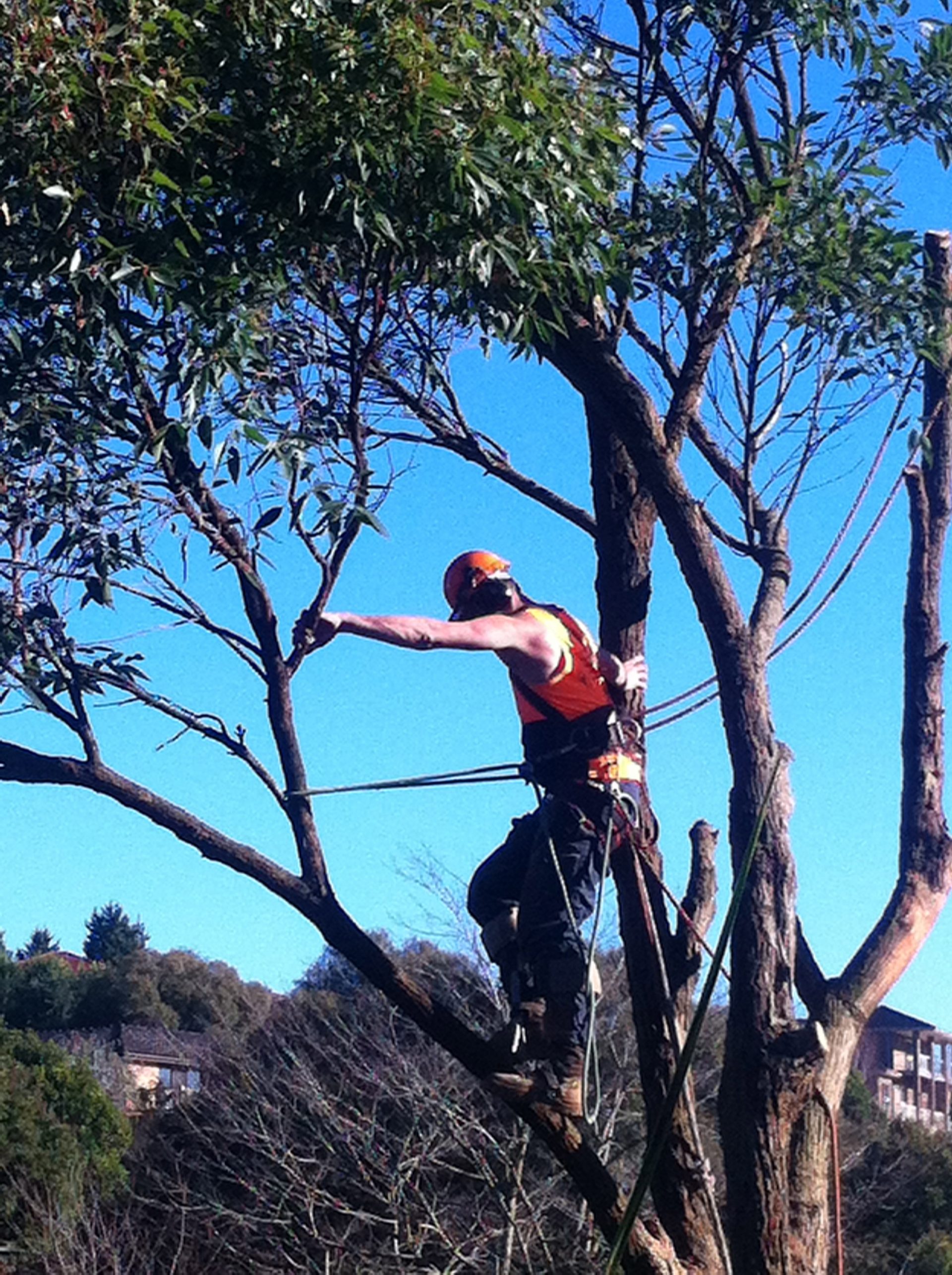 Complete Tree Care Services in Somerville - Cut It Right Tree Services