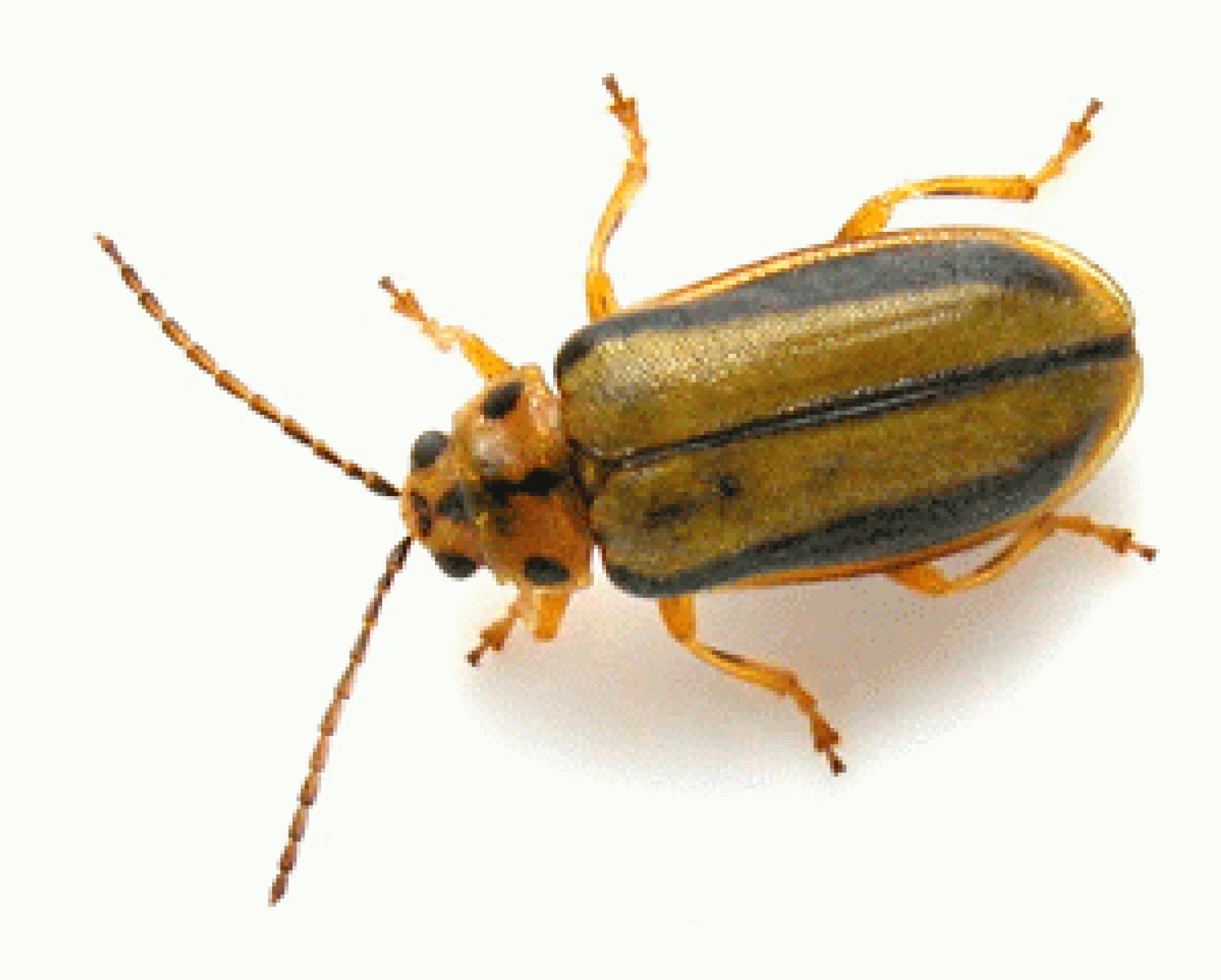 The Elm Leaf Beetle