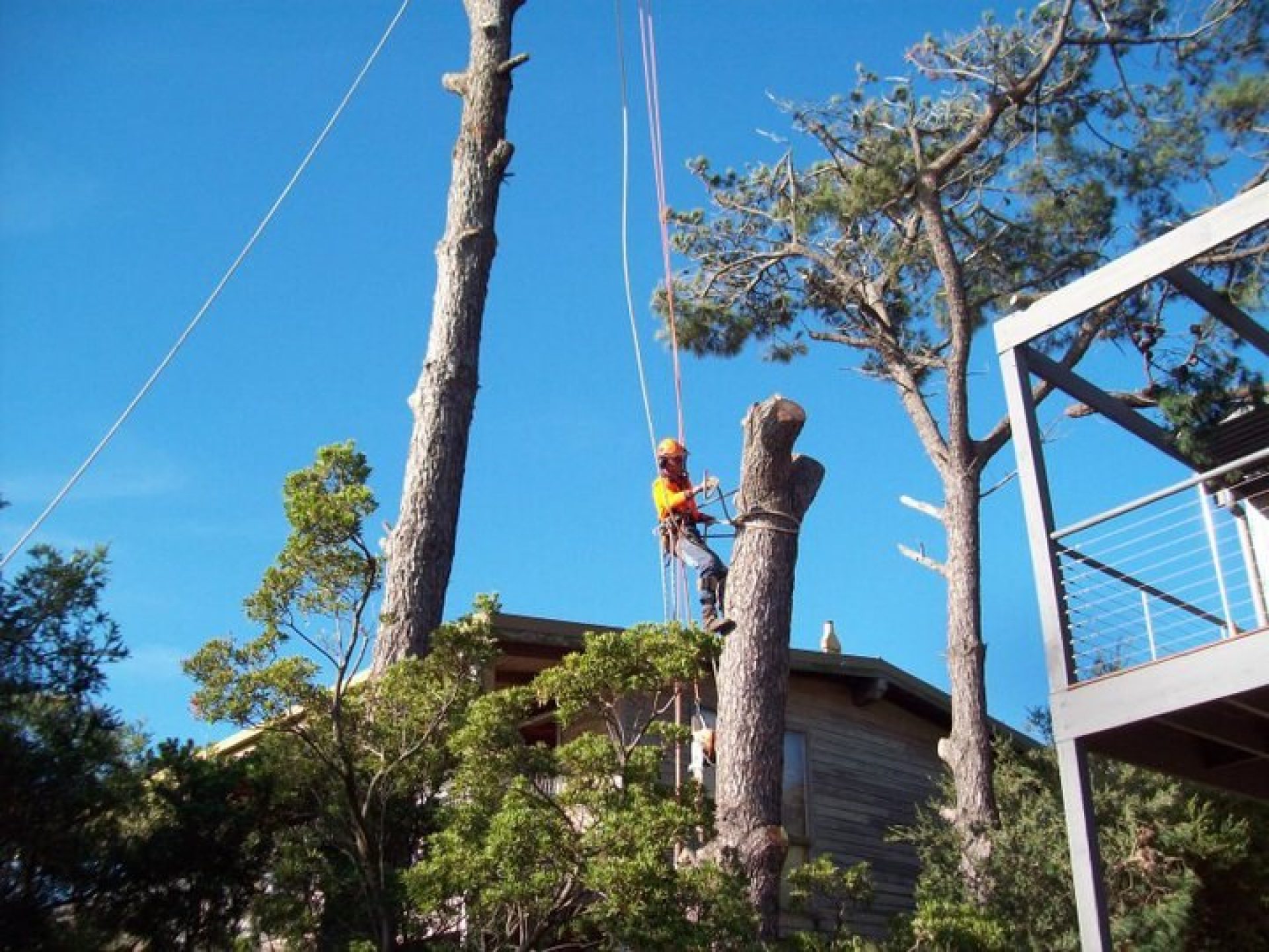 Red Hill Tree Lopping - Felling - Pruning - Removals