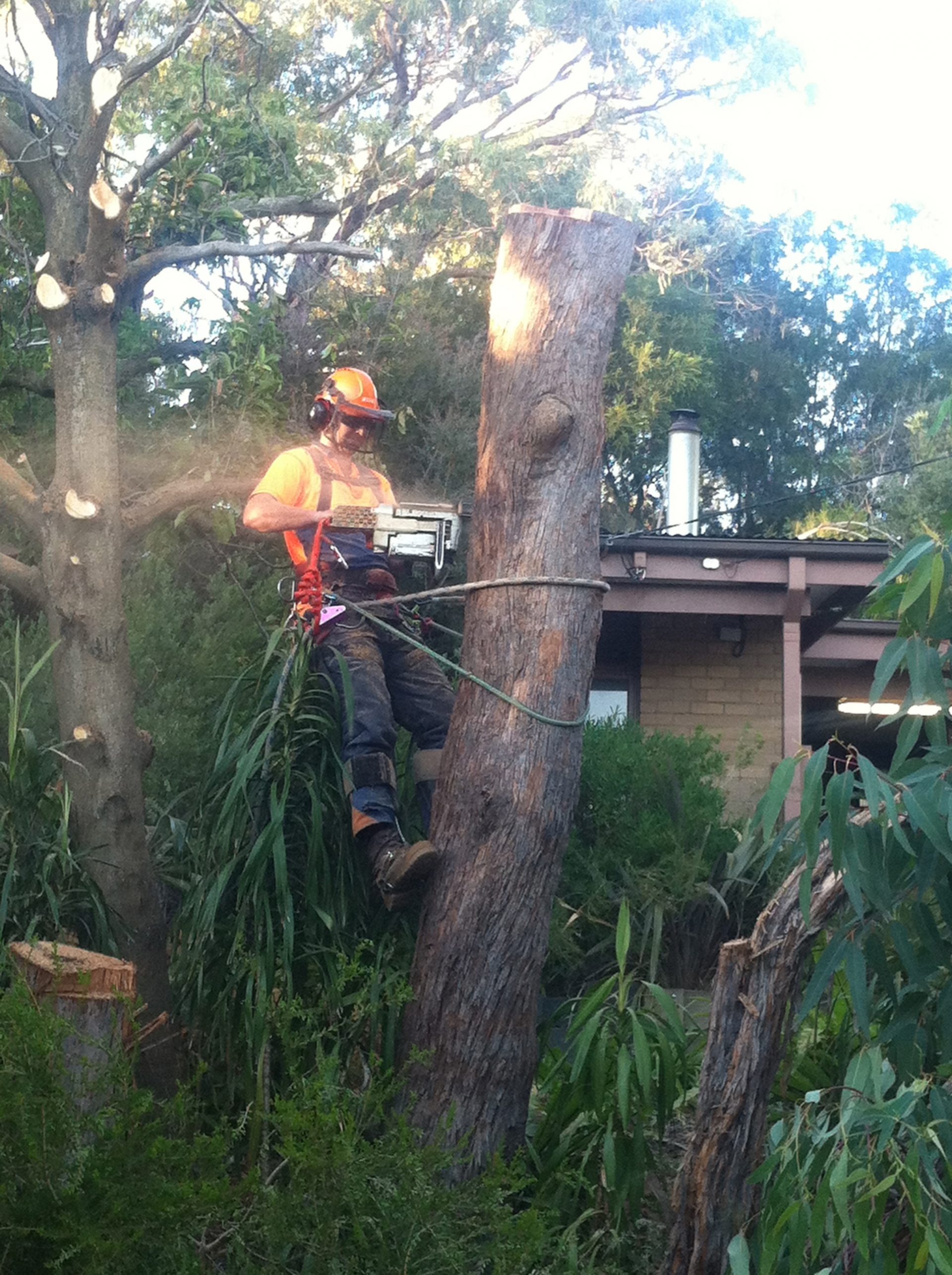 Mount Martha Tree Services - Lopping - Felling - Removal
