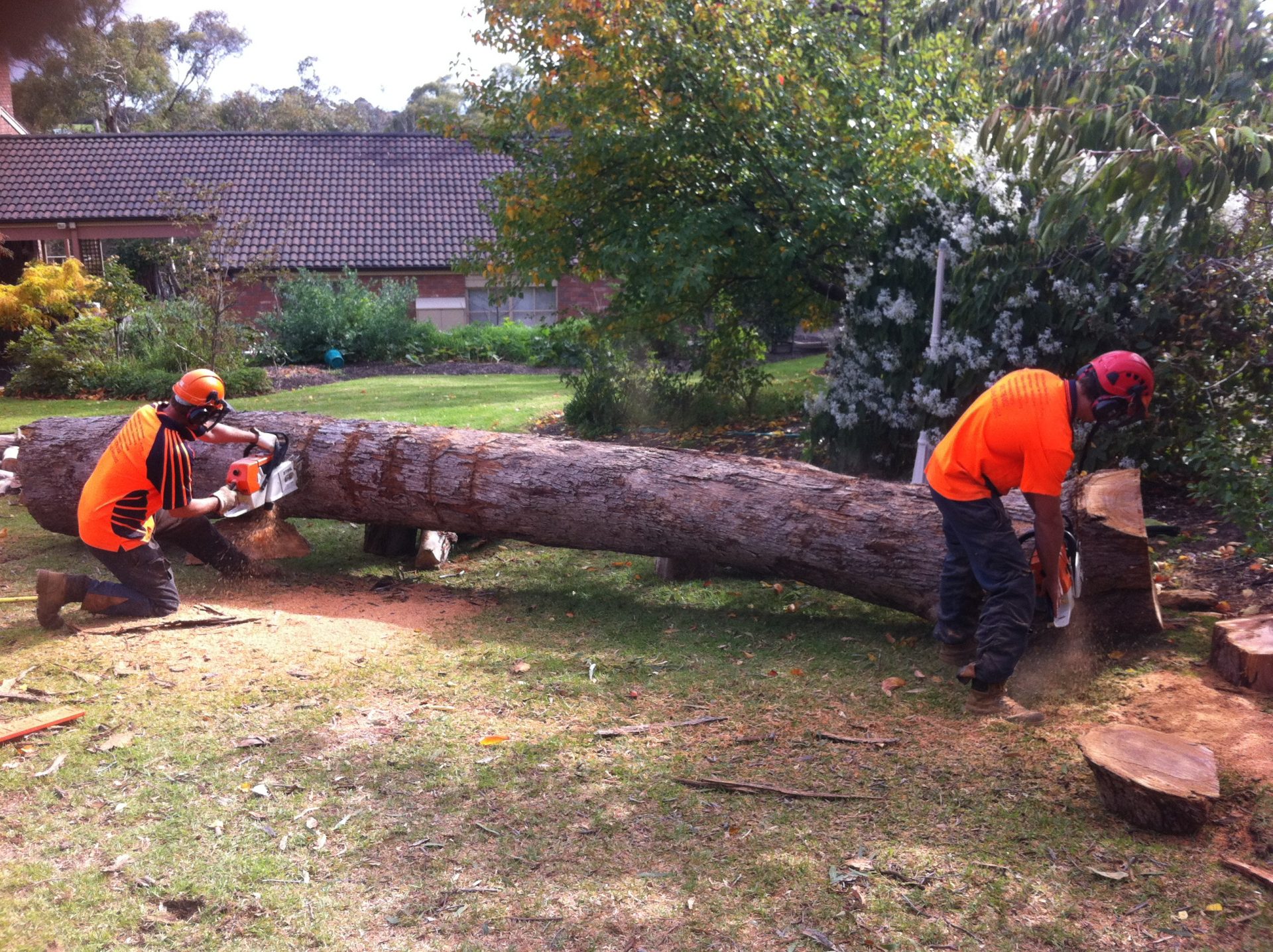 tree removal service - Qqqaas
