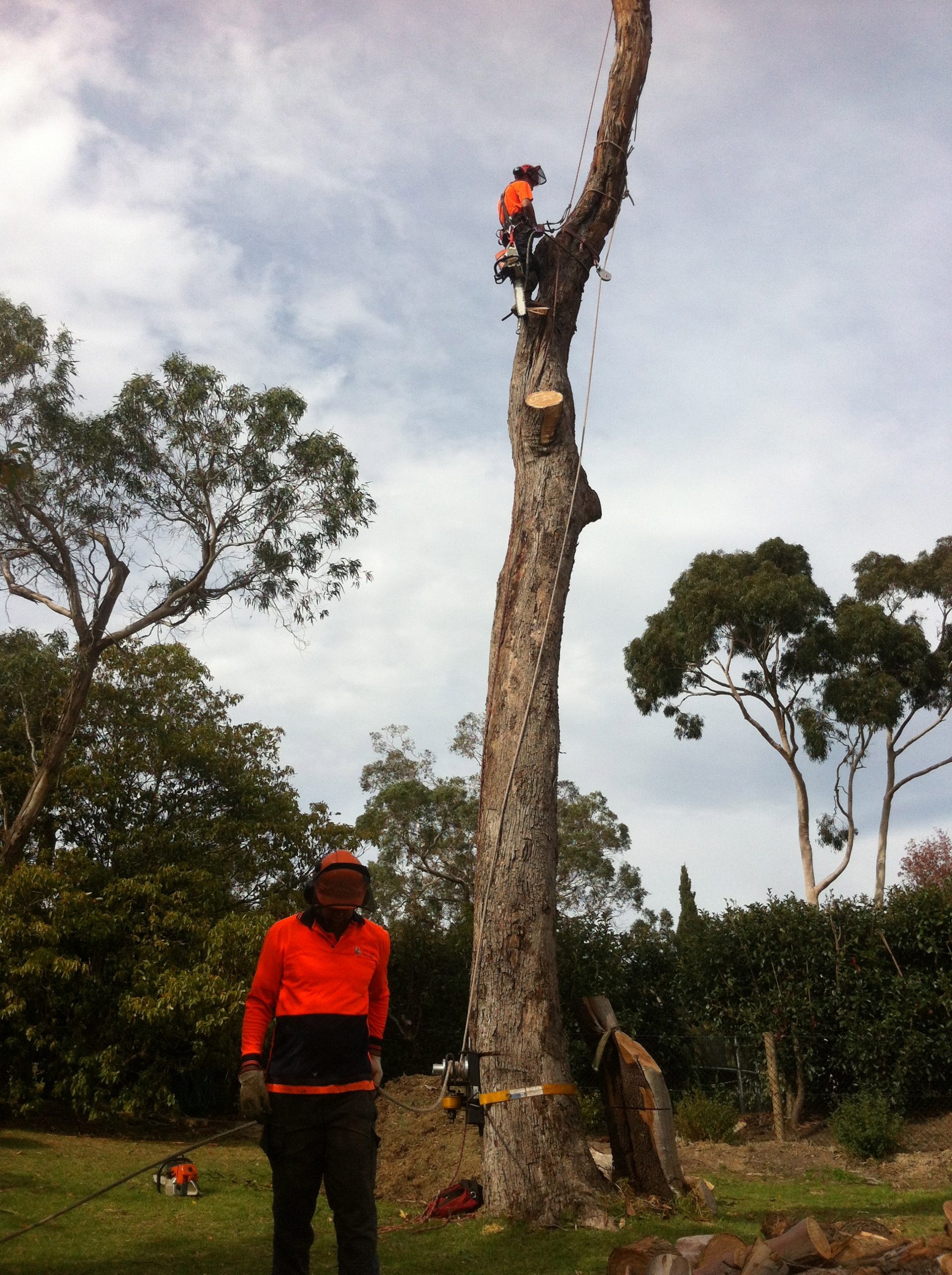 Tree Felling - Tree Lopping Servies - Tree Removal Mt Eliza