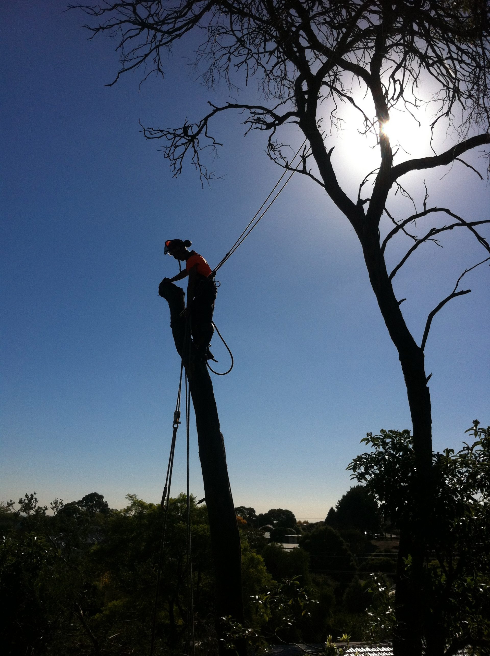 Tree Cutting - Pruning - Lopping - Services in Mt Eliza