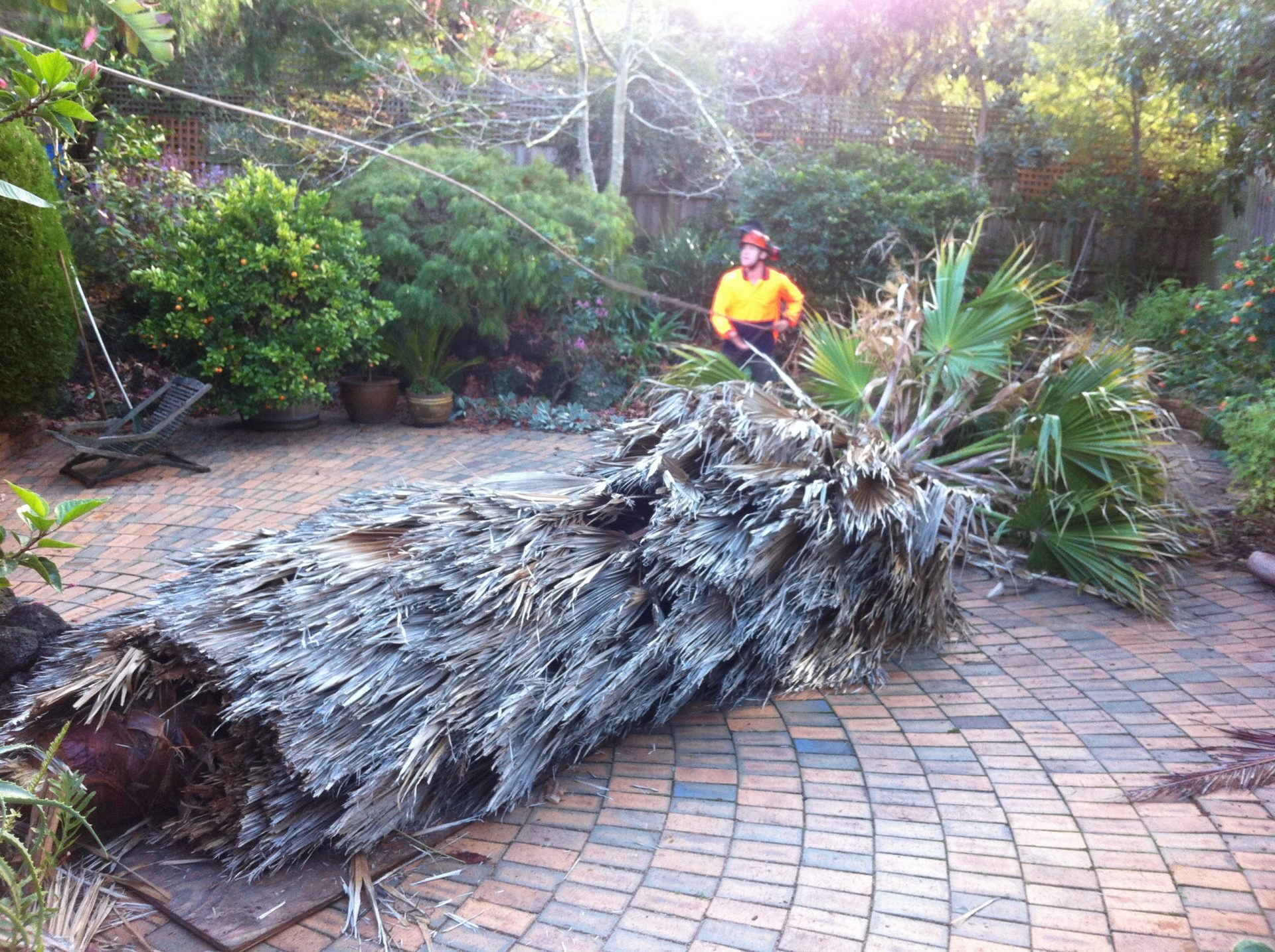 Dromana - Saftey Beach Tree Removal - Pruning Services
