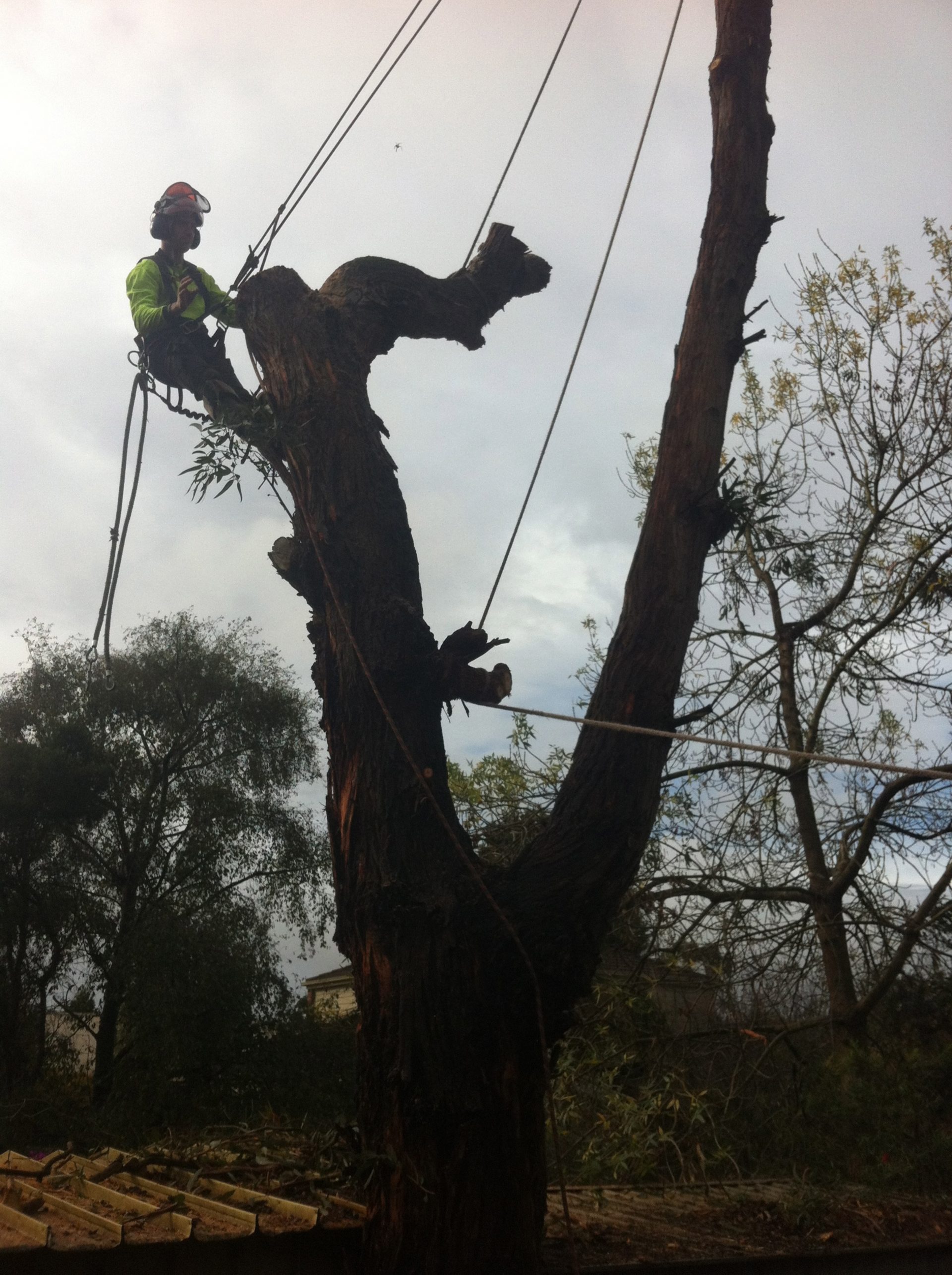 Patterson Lakes Tree Removal - Pruning - Lopping Services