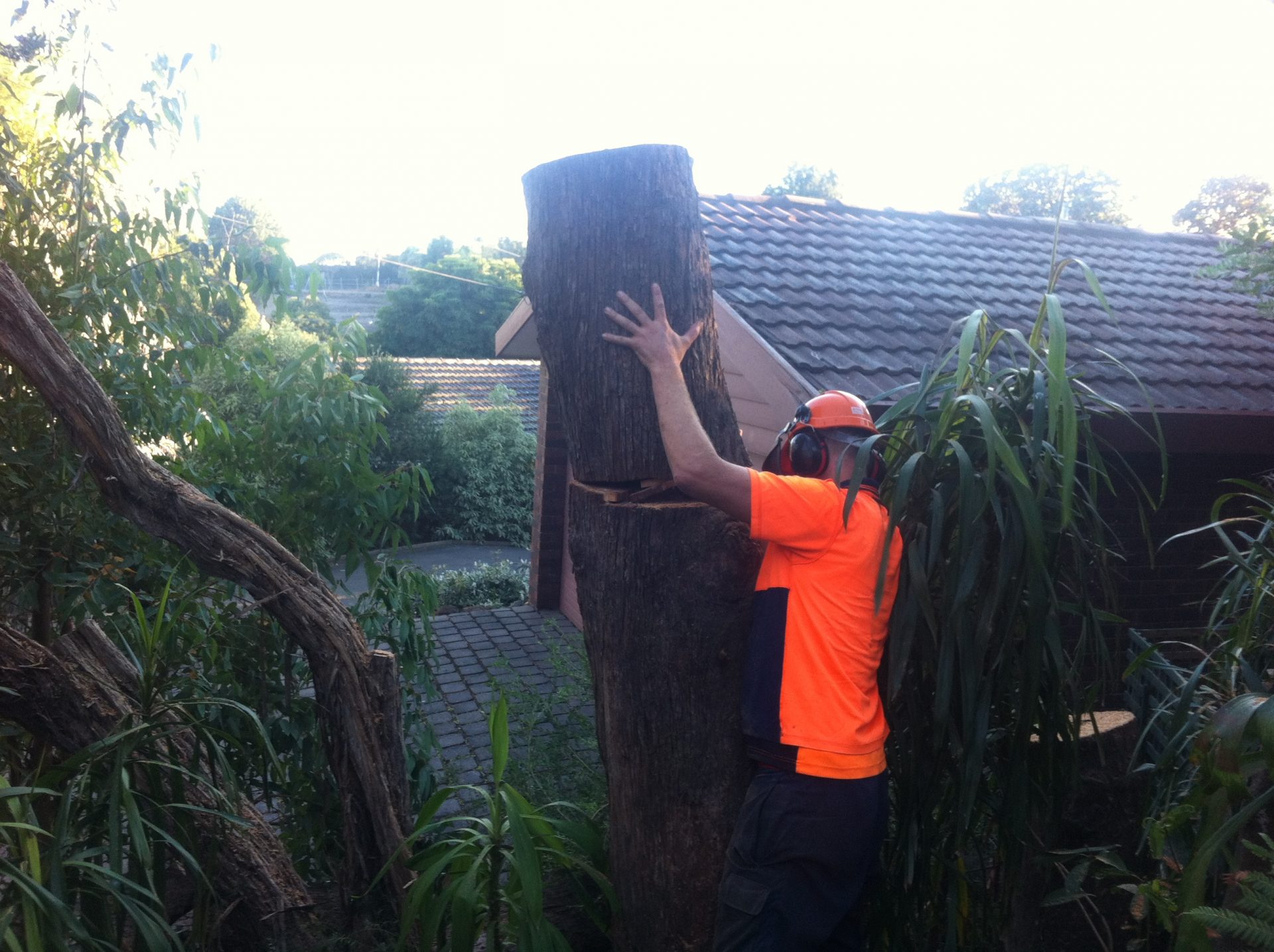 Narre Warren Tree Removal - Lopping - Pruning Services