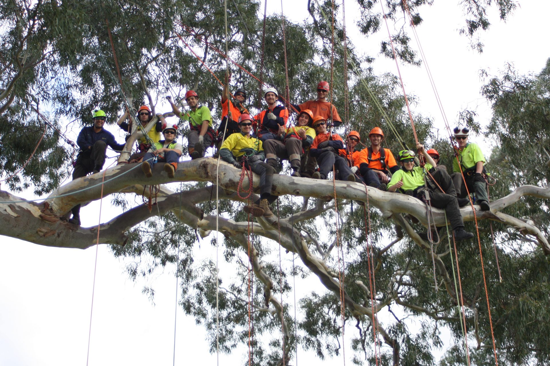 Complete Tree Services in Carrum Downs - Cut It Right Tree Services