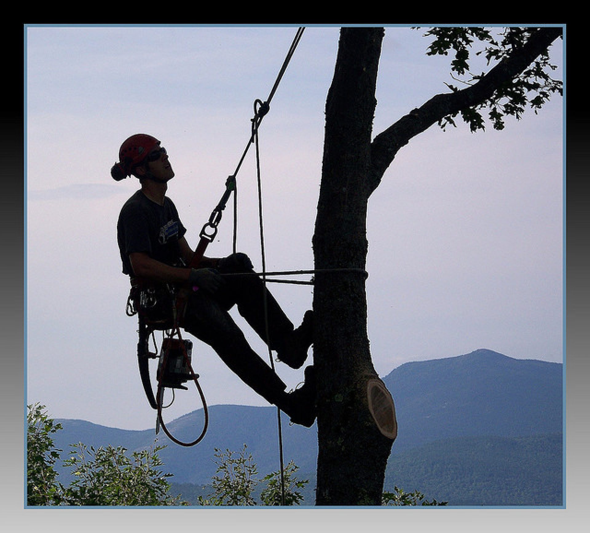 Expert Arborist Services in Rosebud - Cut It Right Tree Services