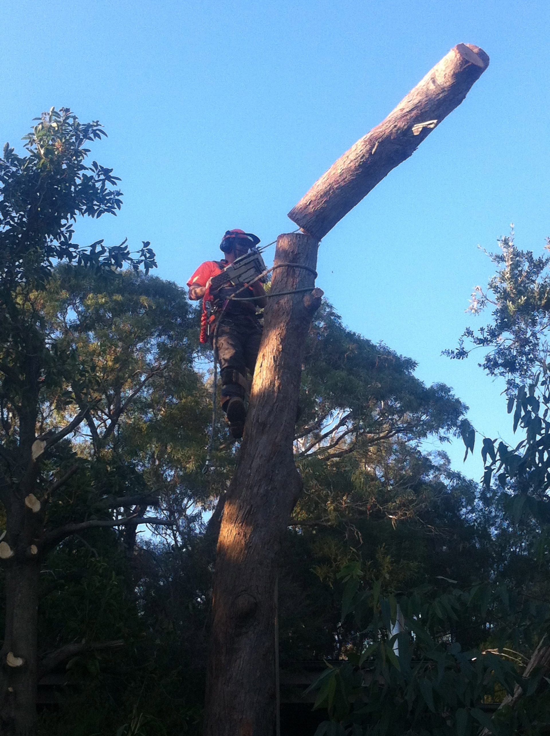 Tree Removal Service in Chelsea Heights - Pruning - Lopping