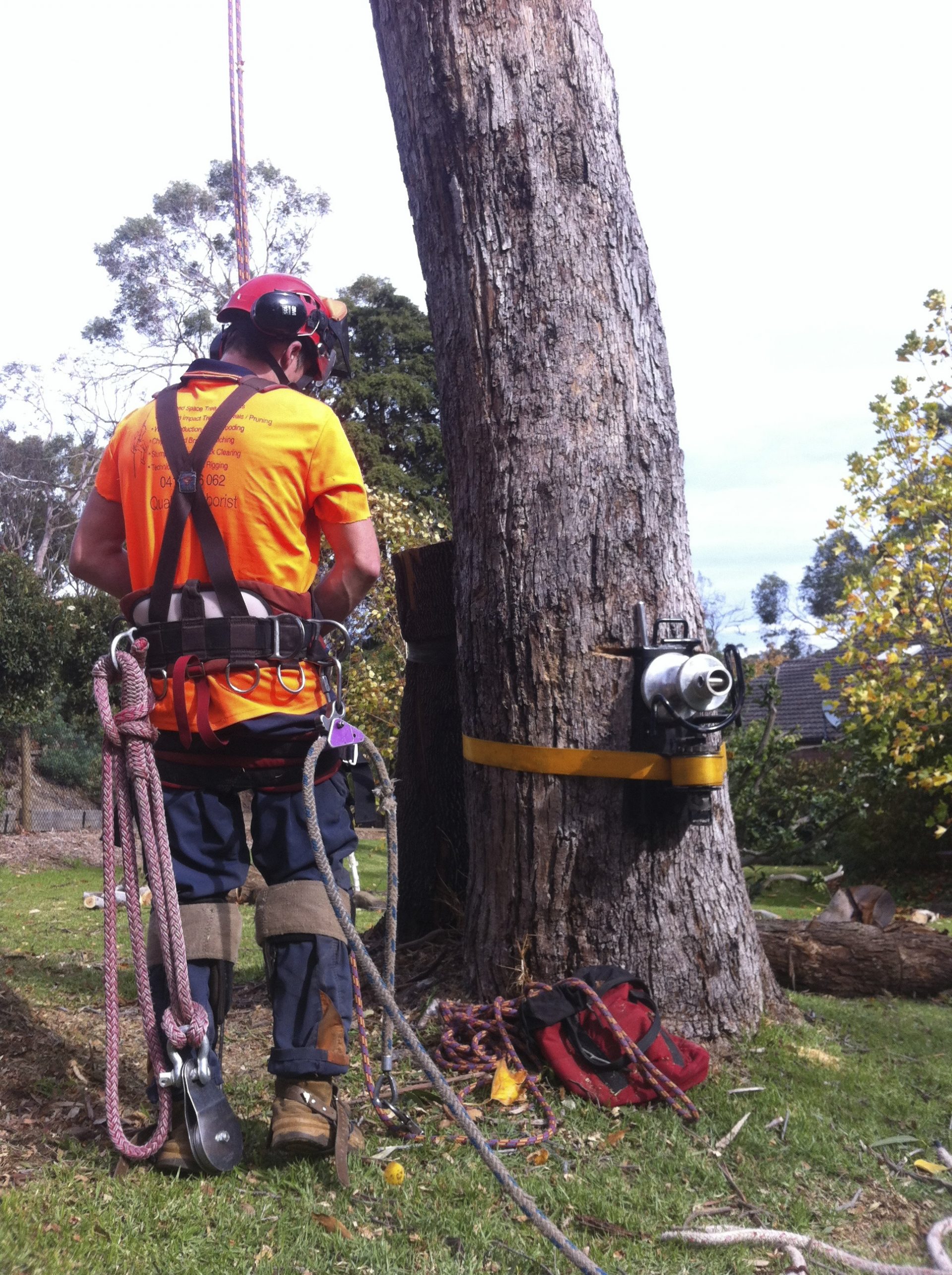Red Hill's Top Arborist Choice - Cut It Right Tree Services