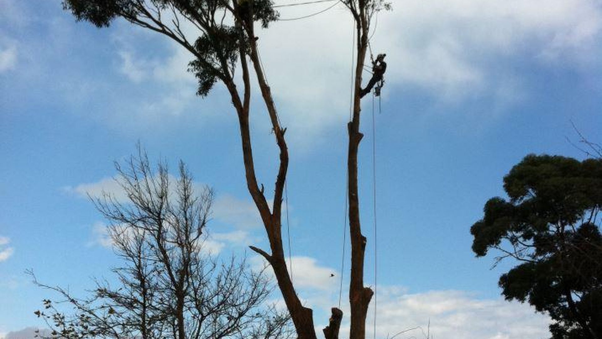 Tree Pruning - Trimming - Removal Services Mt Martha