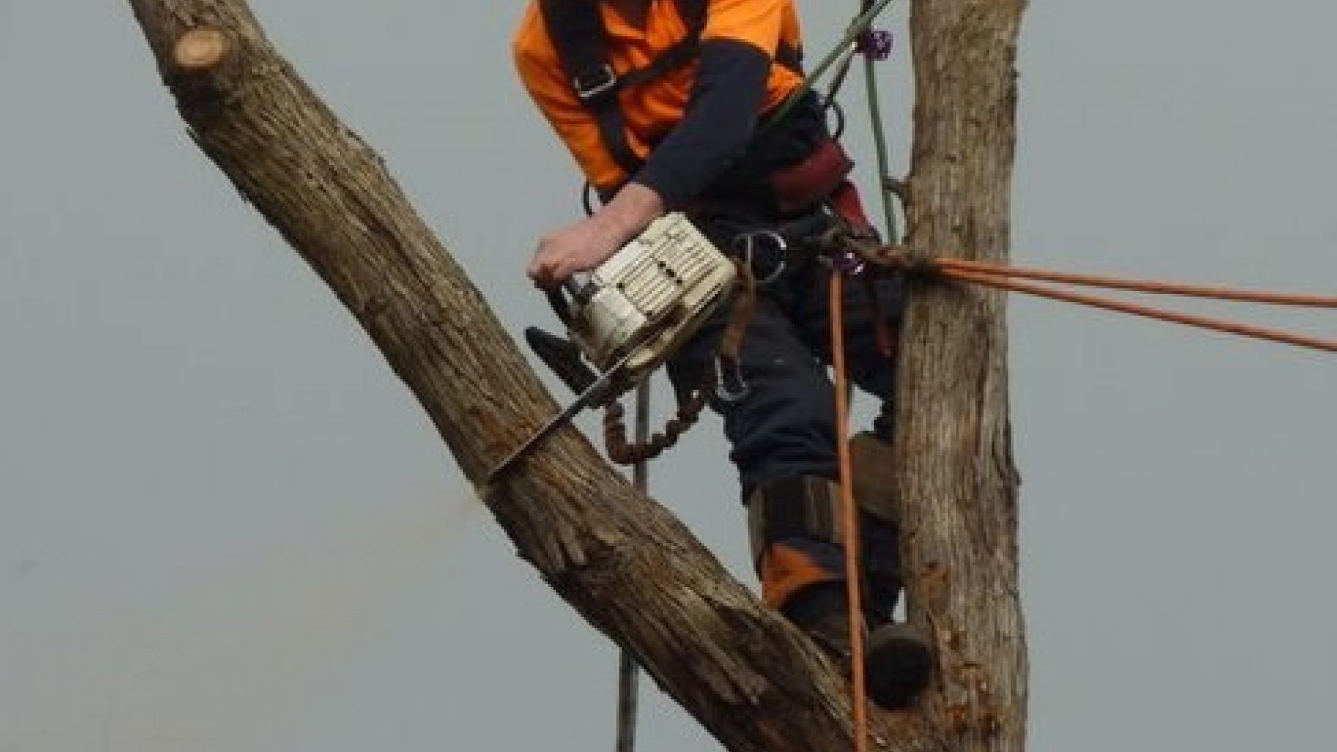 Mt Martha Tree Removal Services - Lopping - Pruning
