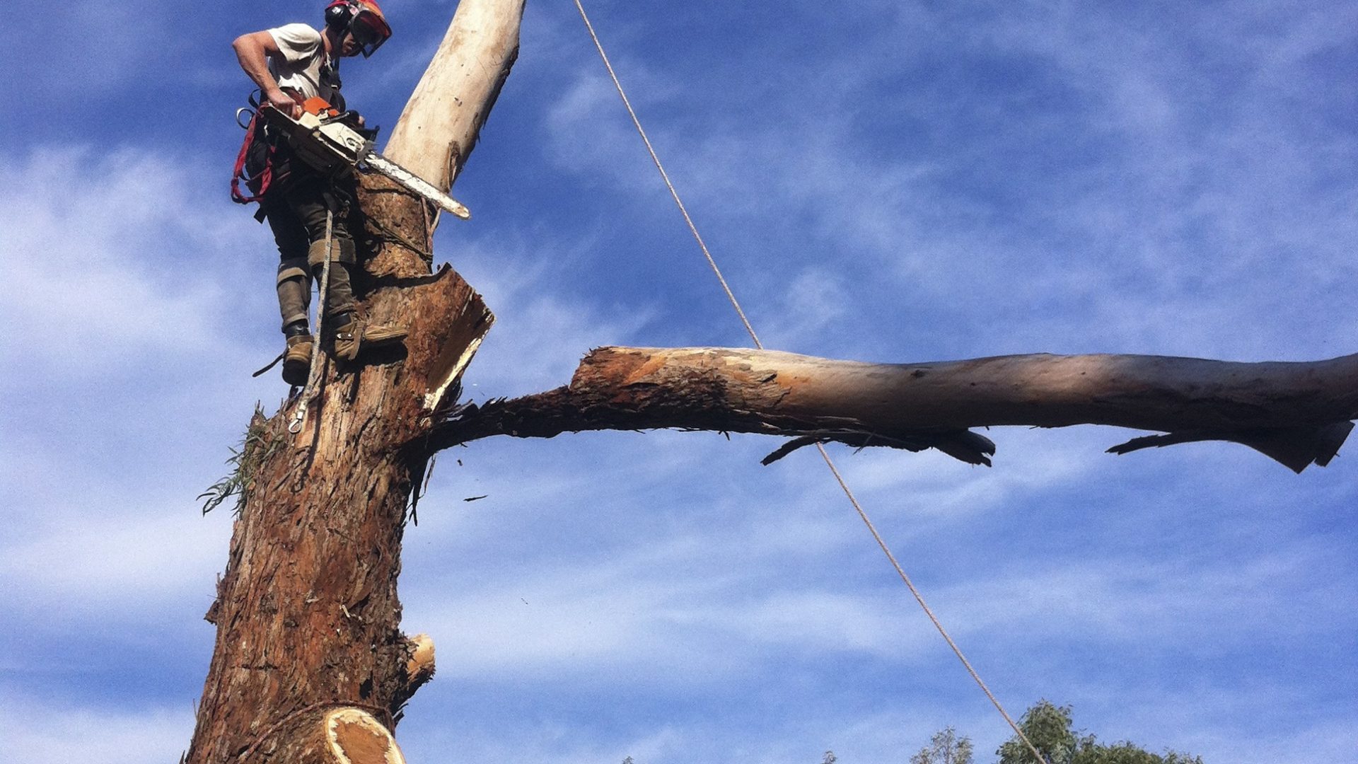 EDITHVALE TREE SERVICES include Pruning, Trimming, Removal and Felling