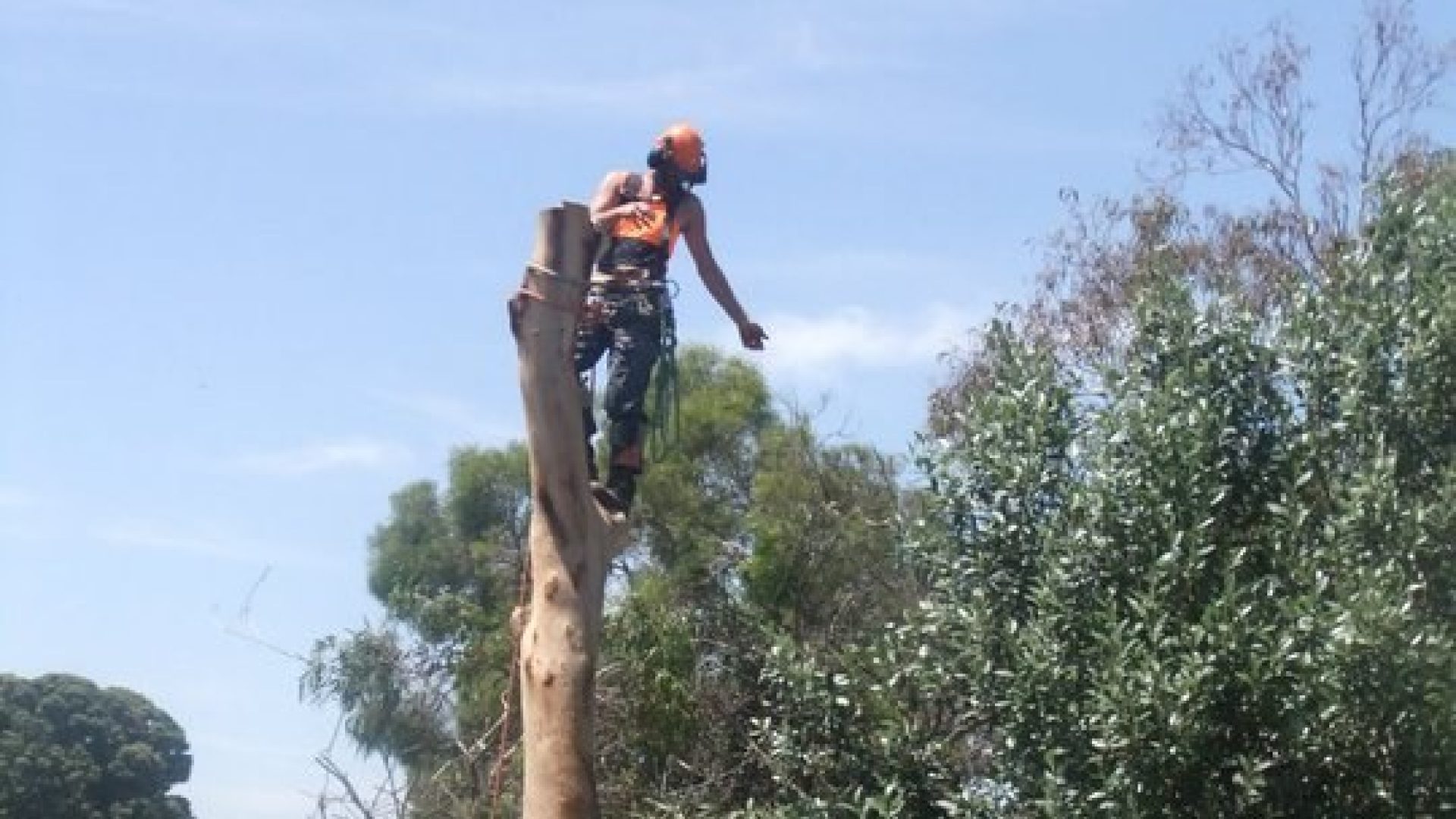 Frankston South Tree Removal Cost - Pruning - Lopping