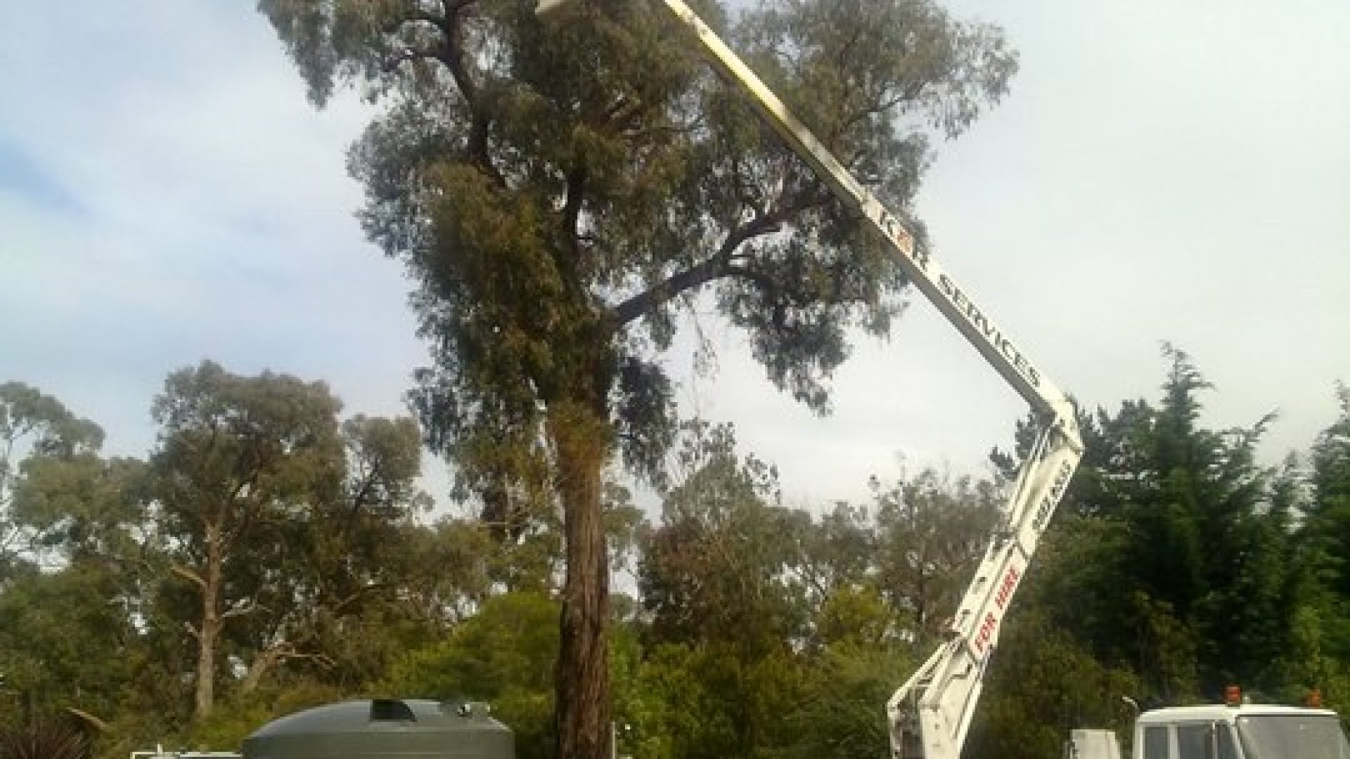Tree Services Baxter - Tree Removal - Pruning - Lopping
