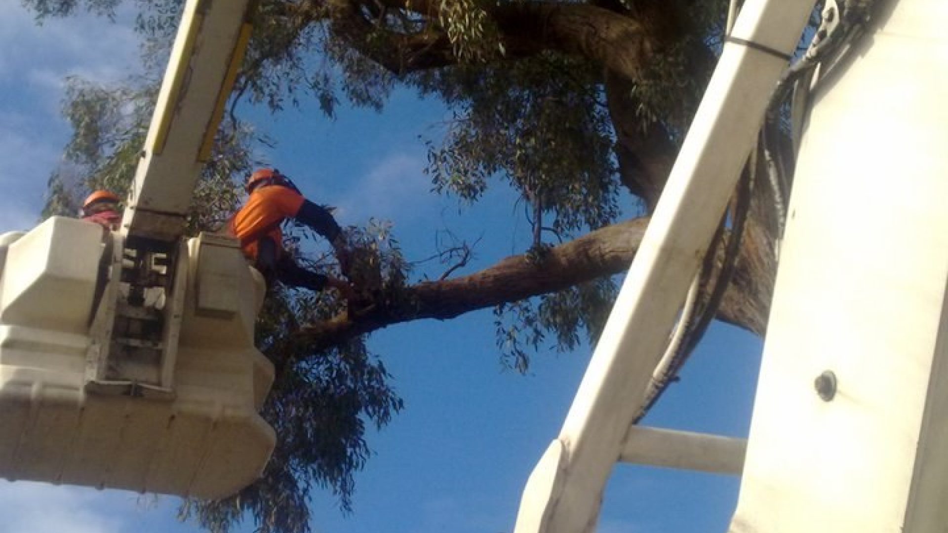 Tree Lopping - Removal - Pruning - Somerville