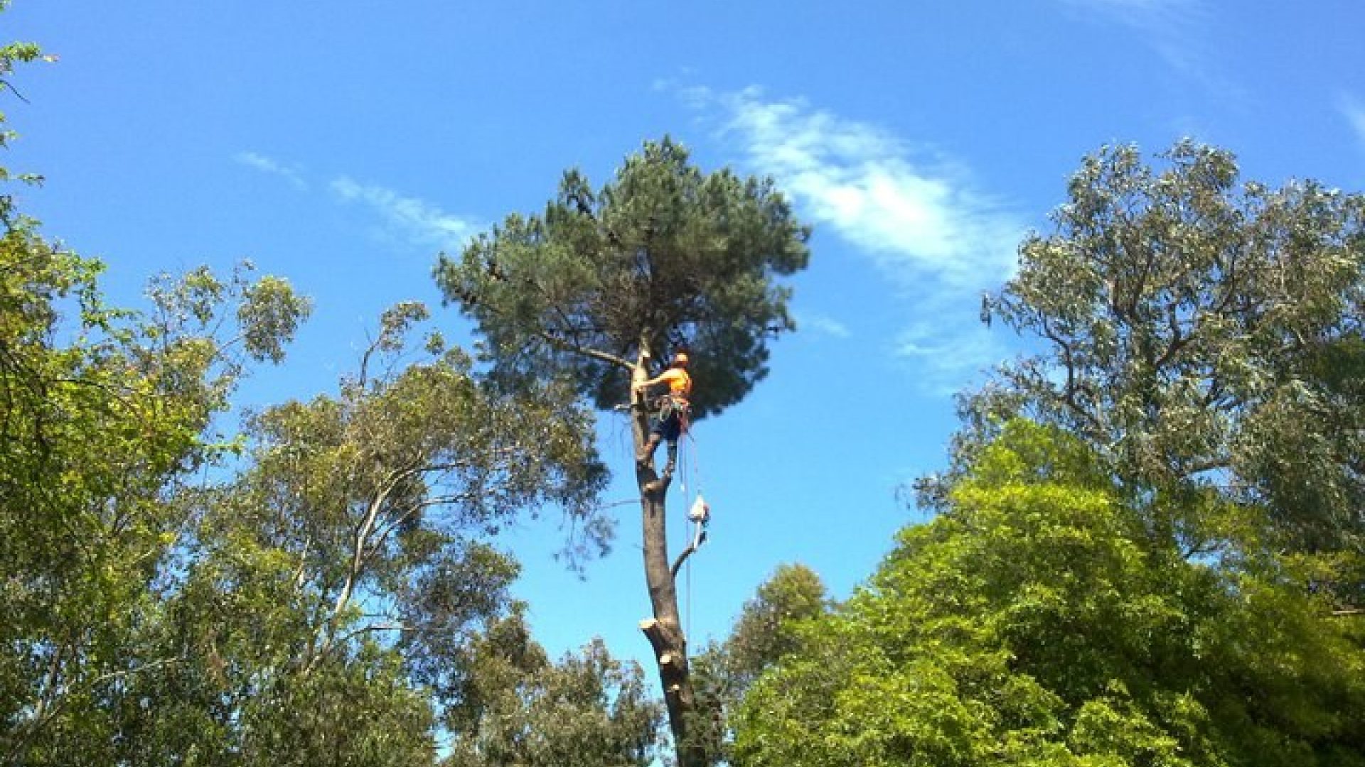 Somerville Tree Services - Removal - Pruning - Lopping - Trimming