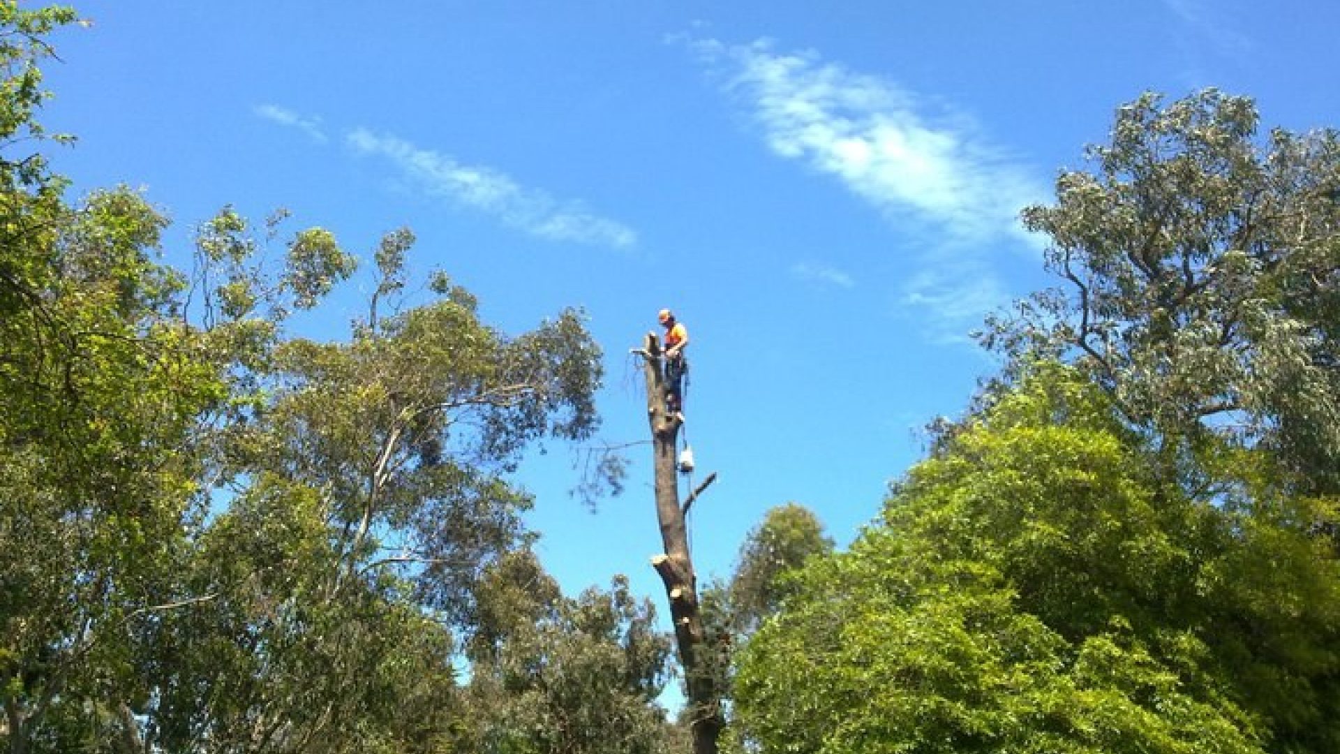 Baxter Tree Services - Removal - Pruning - Lopping