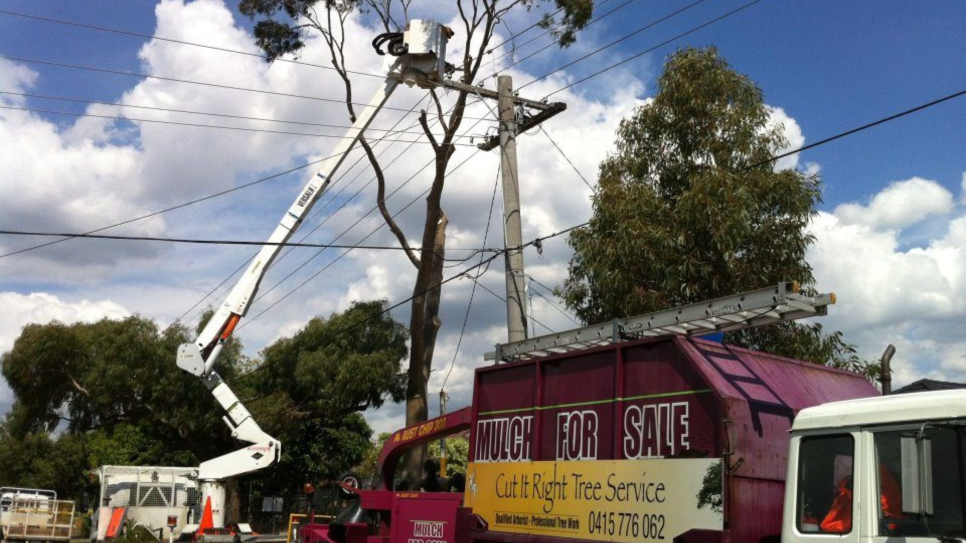 Tree Pruning - Tree Removal Service in Frankston South