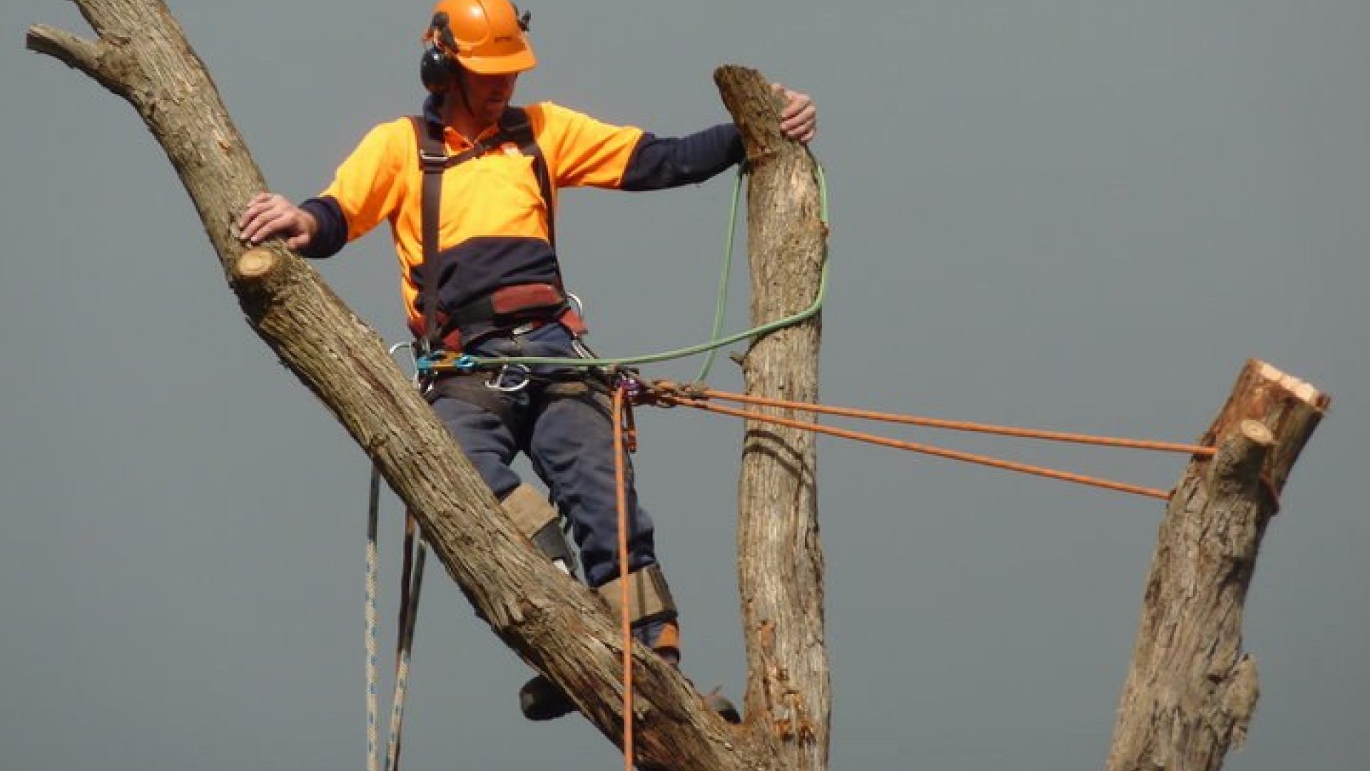Hastings Tree Removal, Pruning, Lopping, Trimming Services