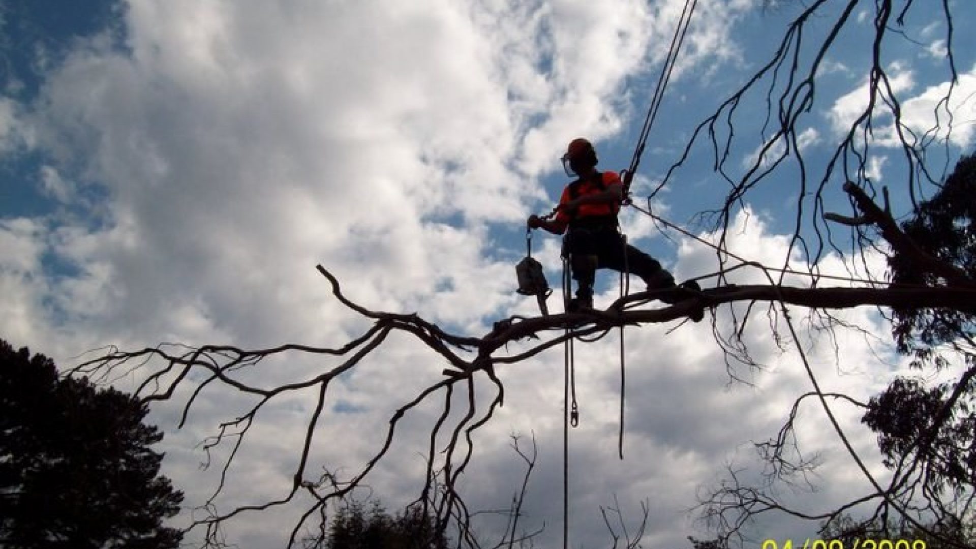 Braeside Tree Removal - Pruning - Lopping Services