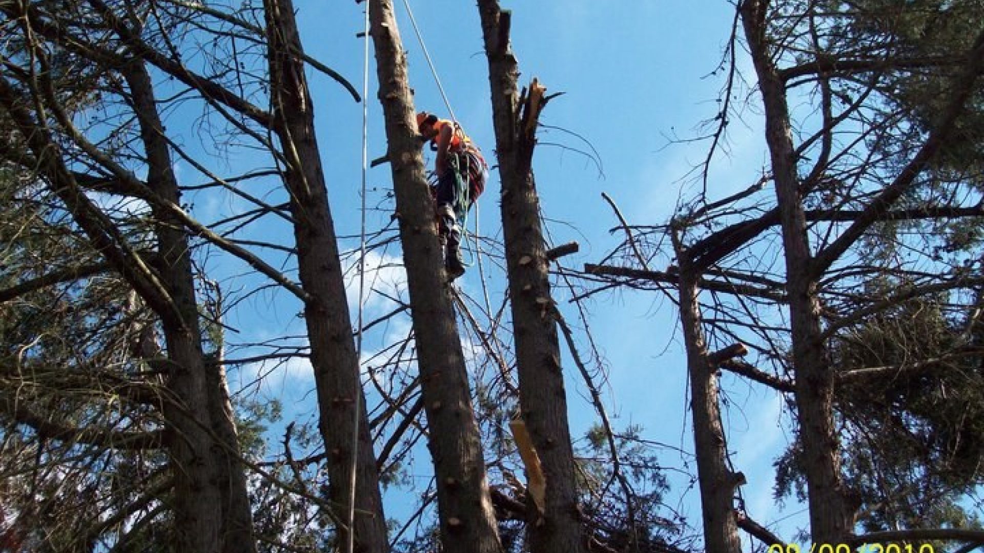 Cypress & Pine Tree Removal In Moorooduc