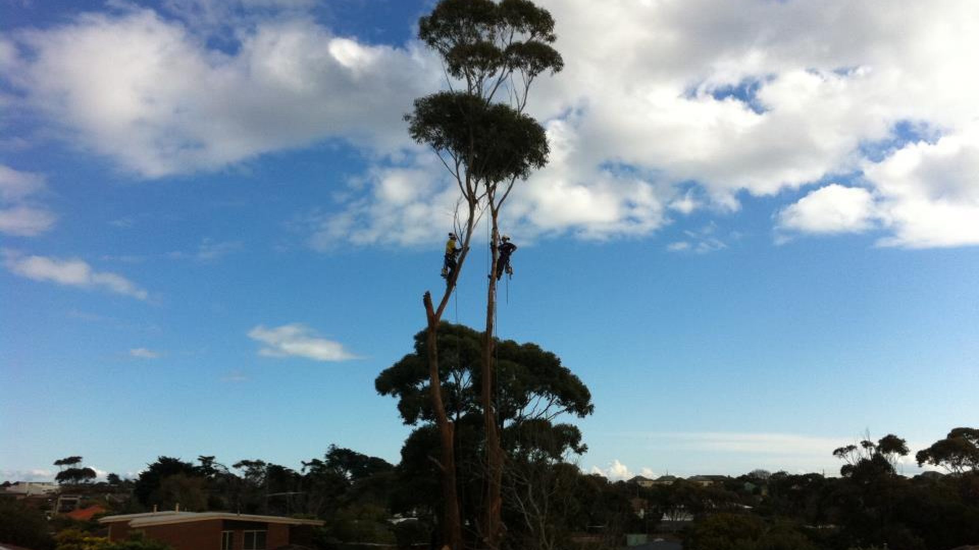Tree Care - Pruning - Removal in Langwarrin South