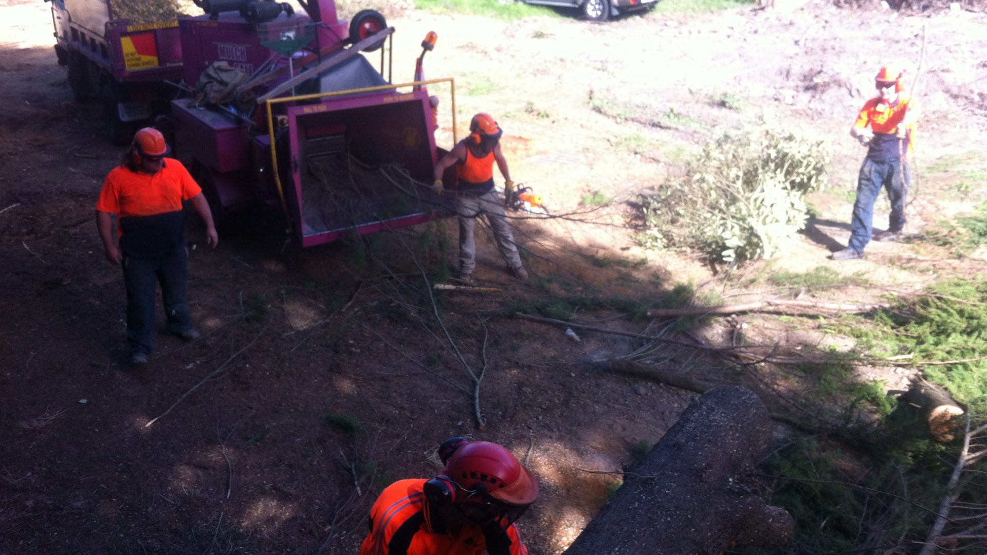 Dromana Tree Felling - Lopping - Pruning - Removal