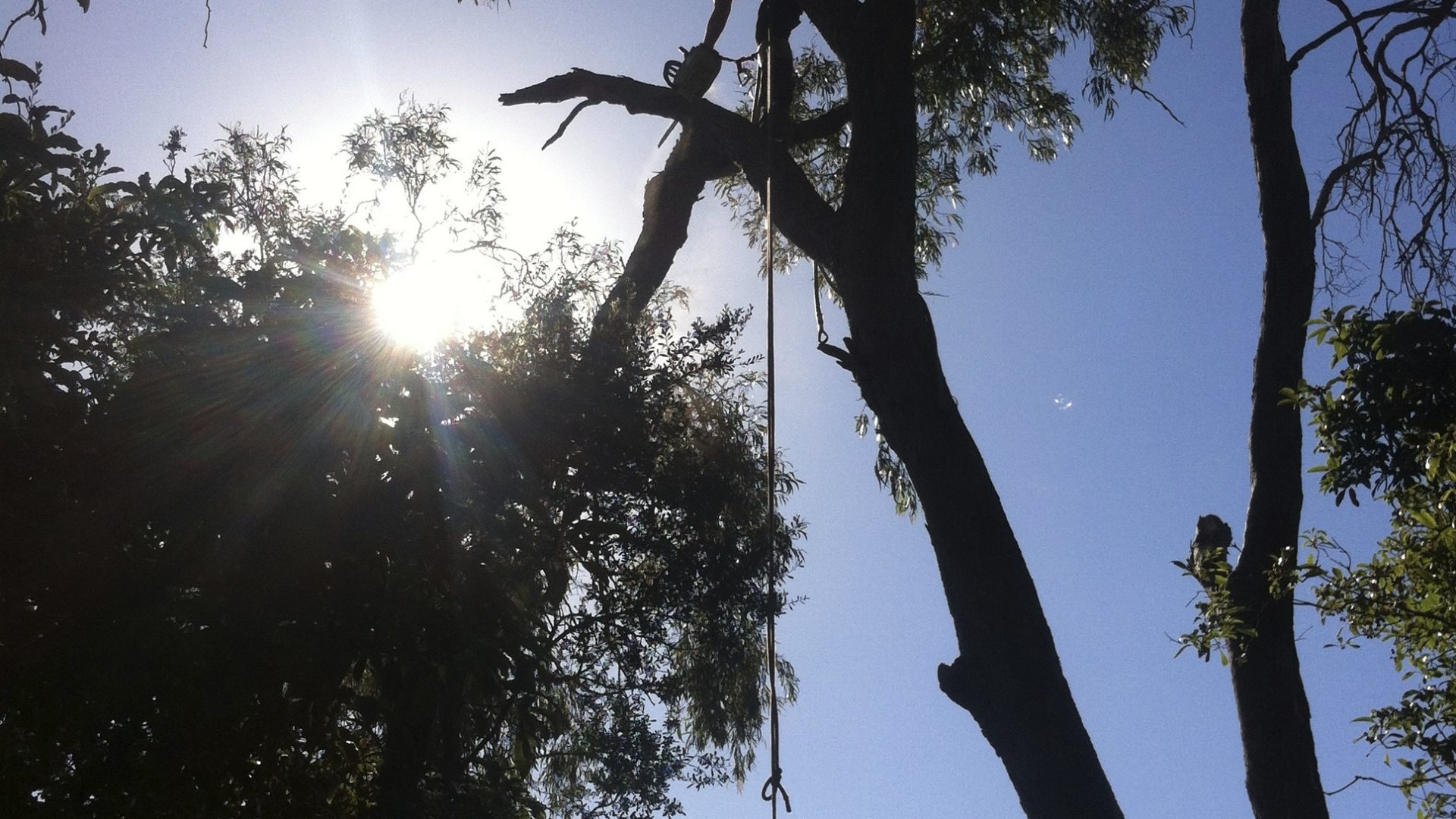 Tree Works in Frankston - Removal - Pruning - Care