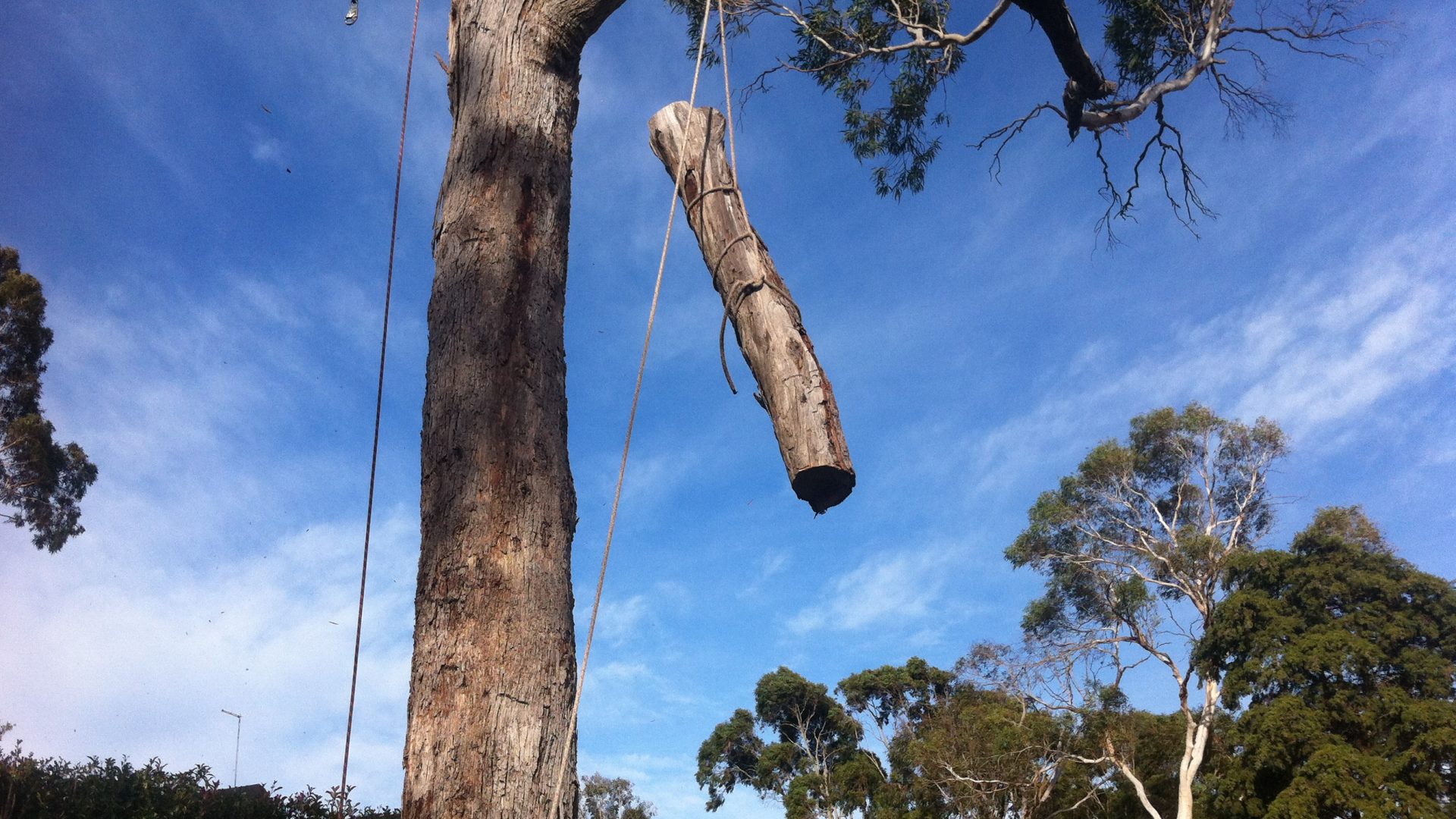 Tree Removal - Pruning - Lopping Services in Rosebud