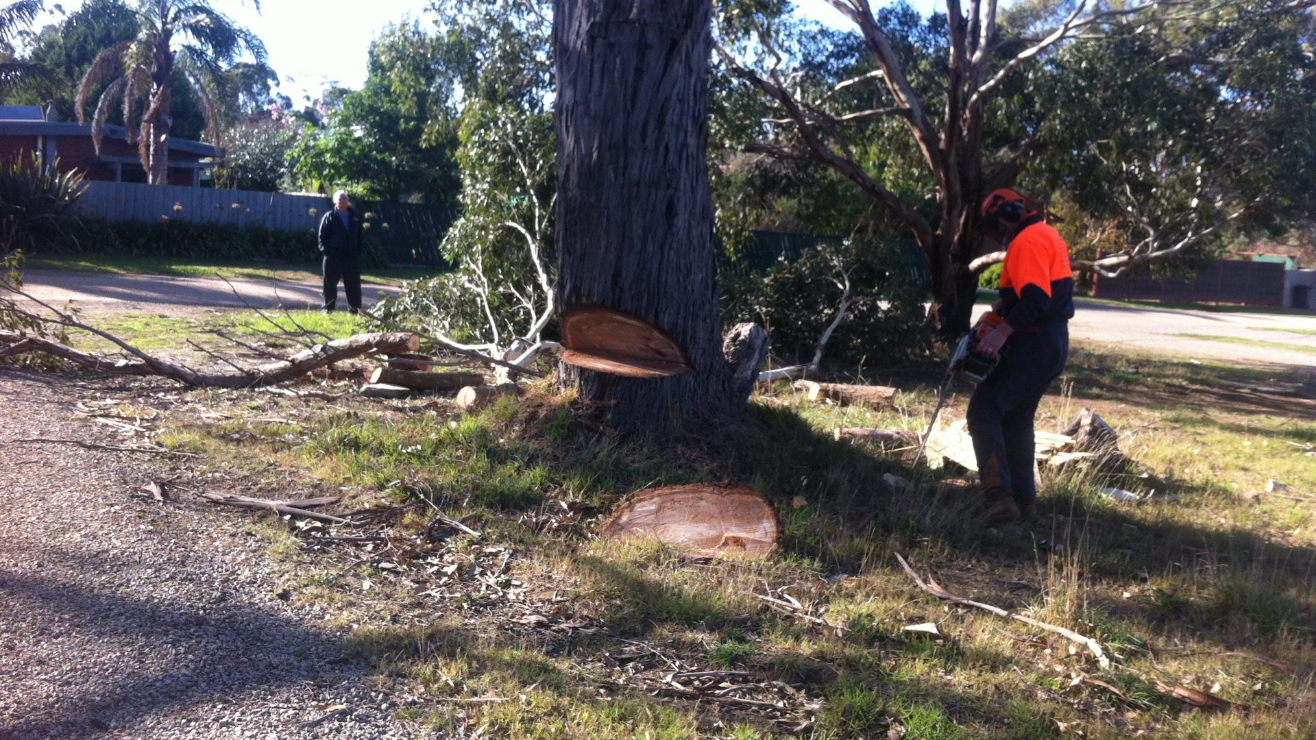 Mornington Tree Pruning - Removal - Mulching Services