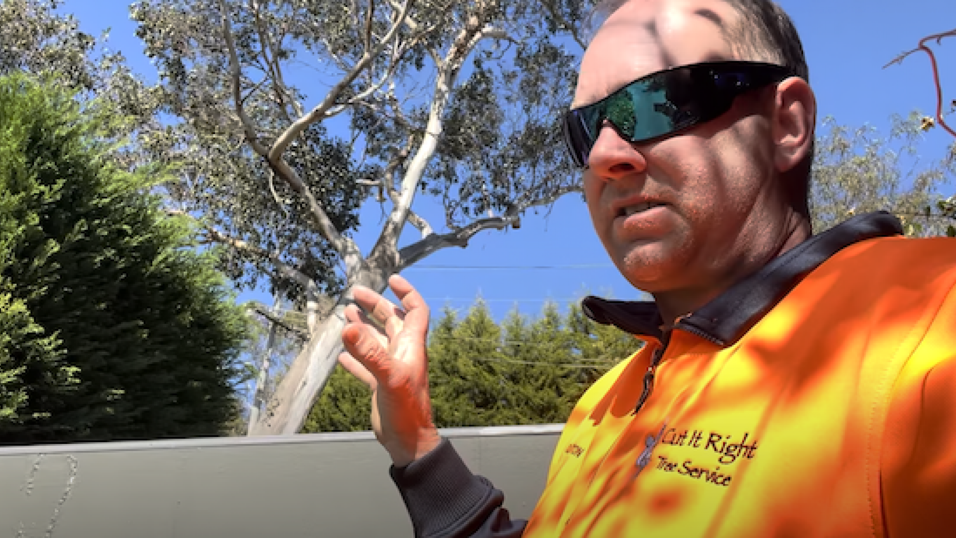 Safety First: Tackling Dangerous Gum Trees in Mt Eliza with Expert Tree Removal