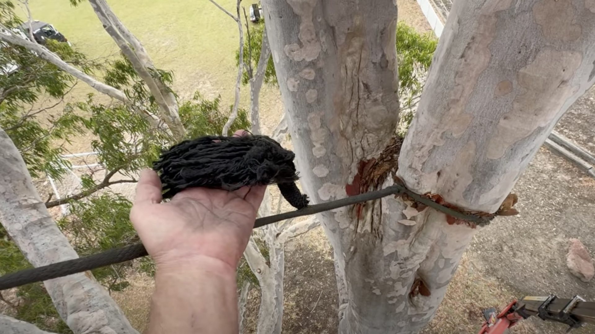 Poor Yale Tree Bracing In A Tree At A Primary School and how to do it right.