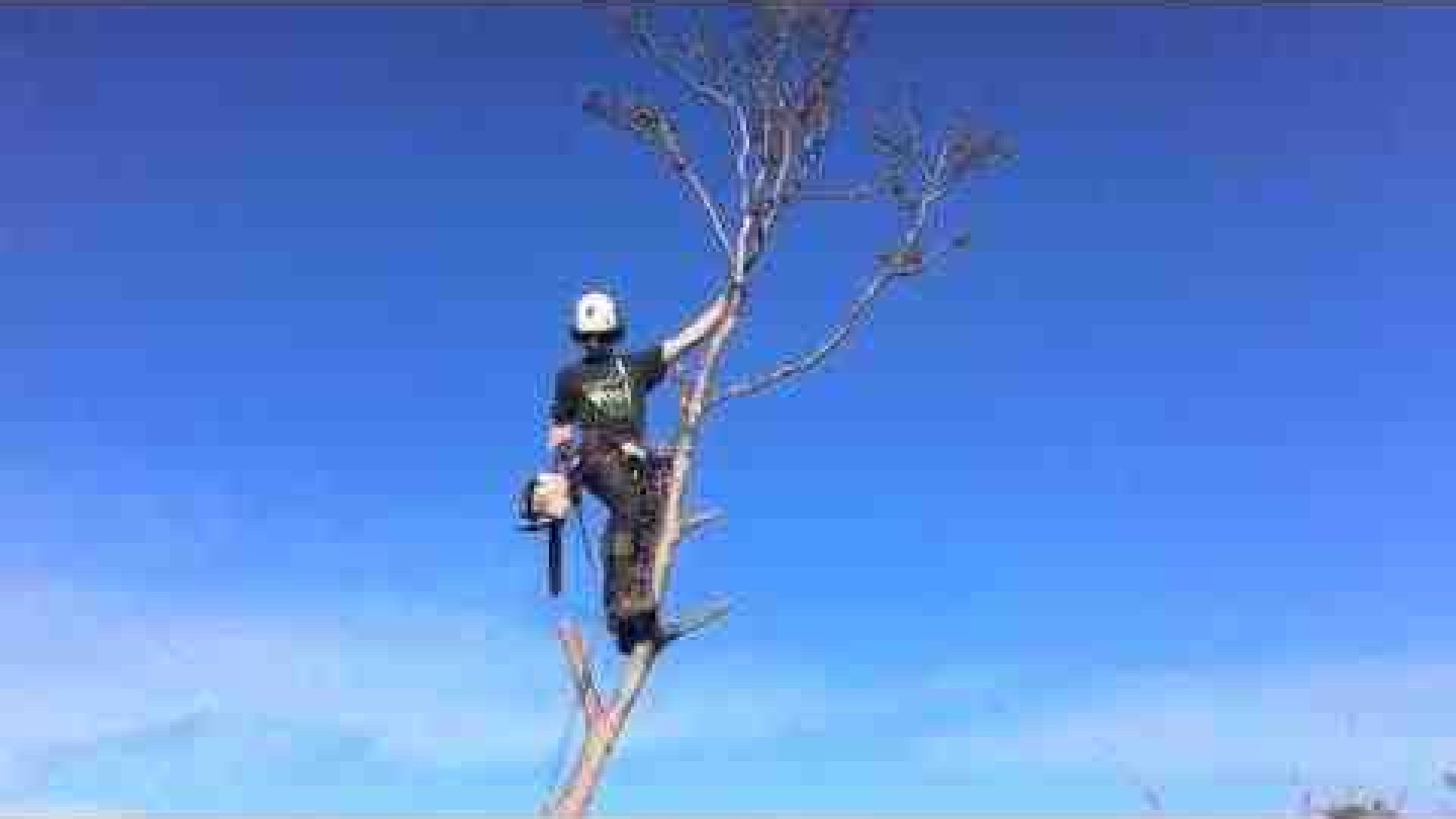 Seaford's Tree Removal Experts - Cut It Right Tree Services