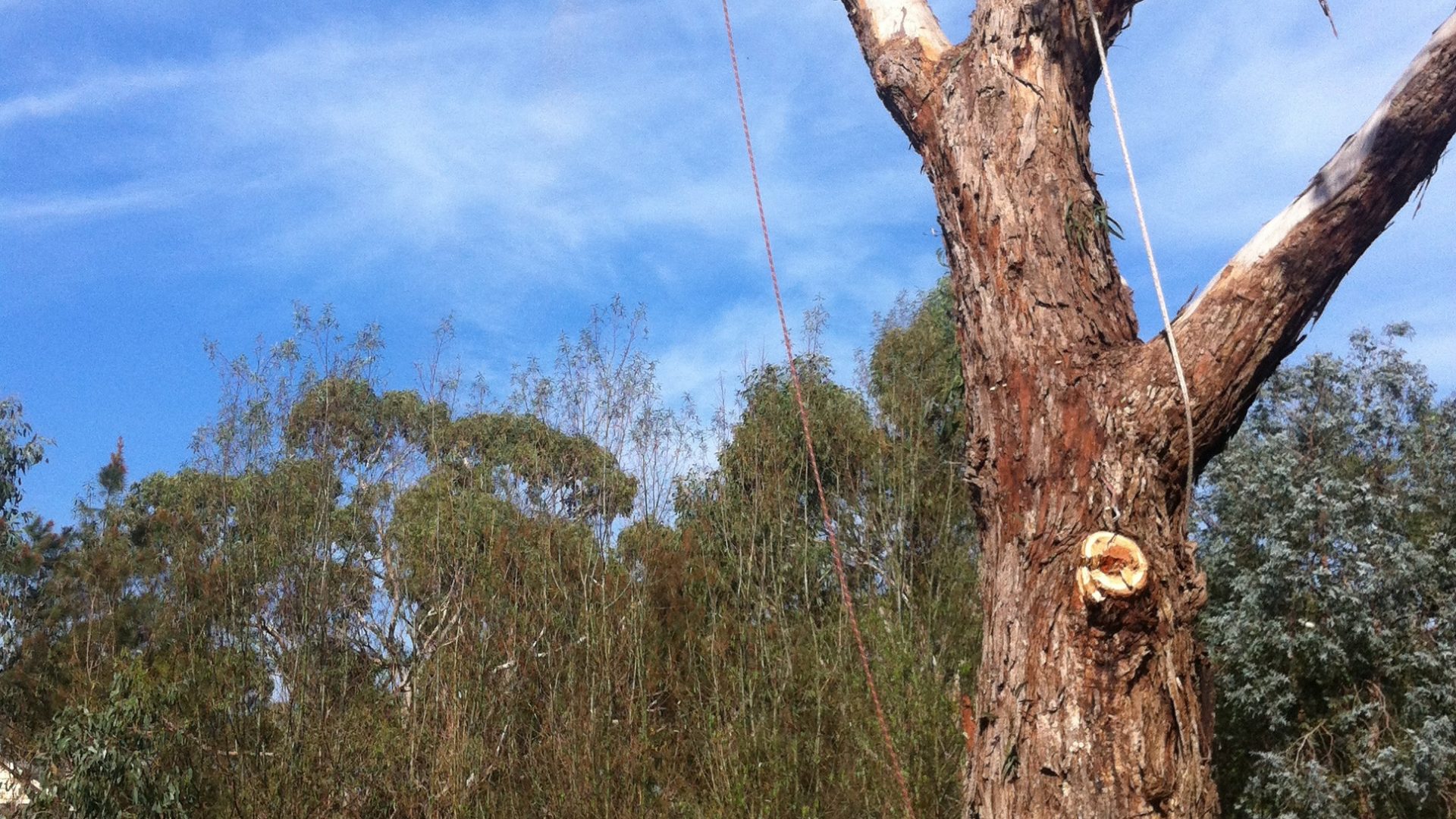 Tree Cutting - Pruning - Removal Services Langwarrin South