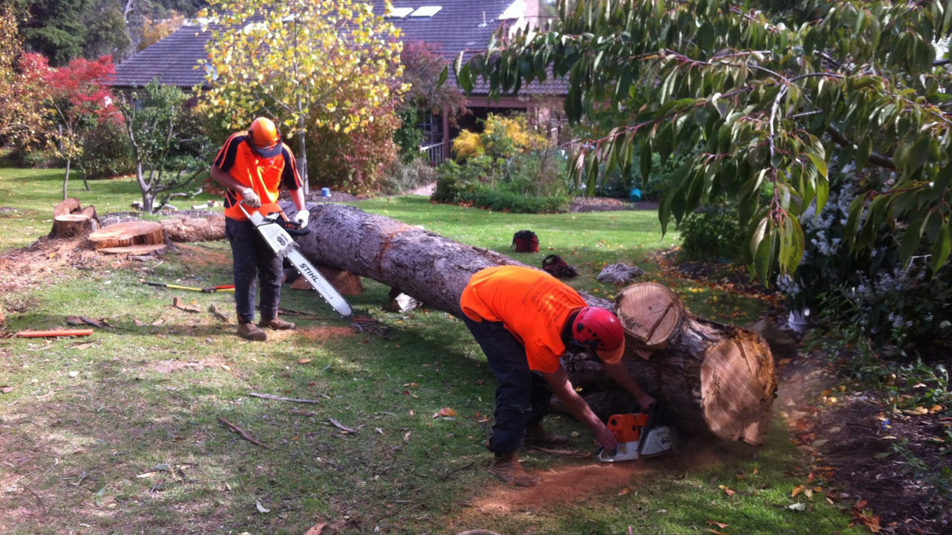 Tree Removal, Pruning &amp; Wood Cutting Service