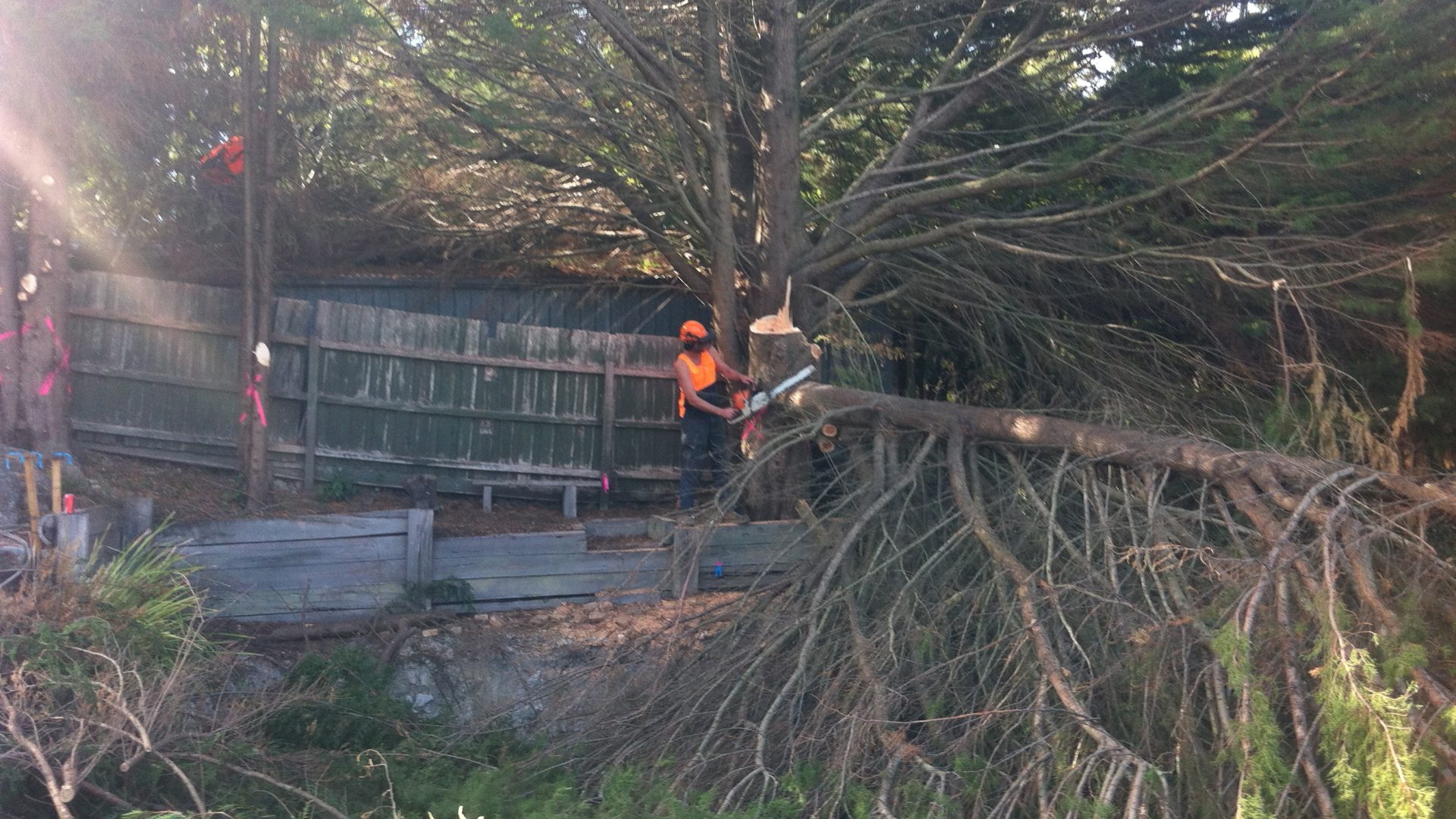 Cypress Tree & Stump Removal in Rosebud South