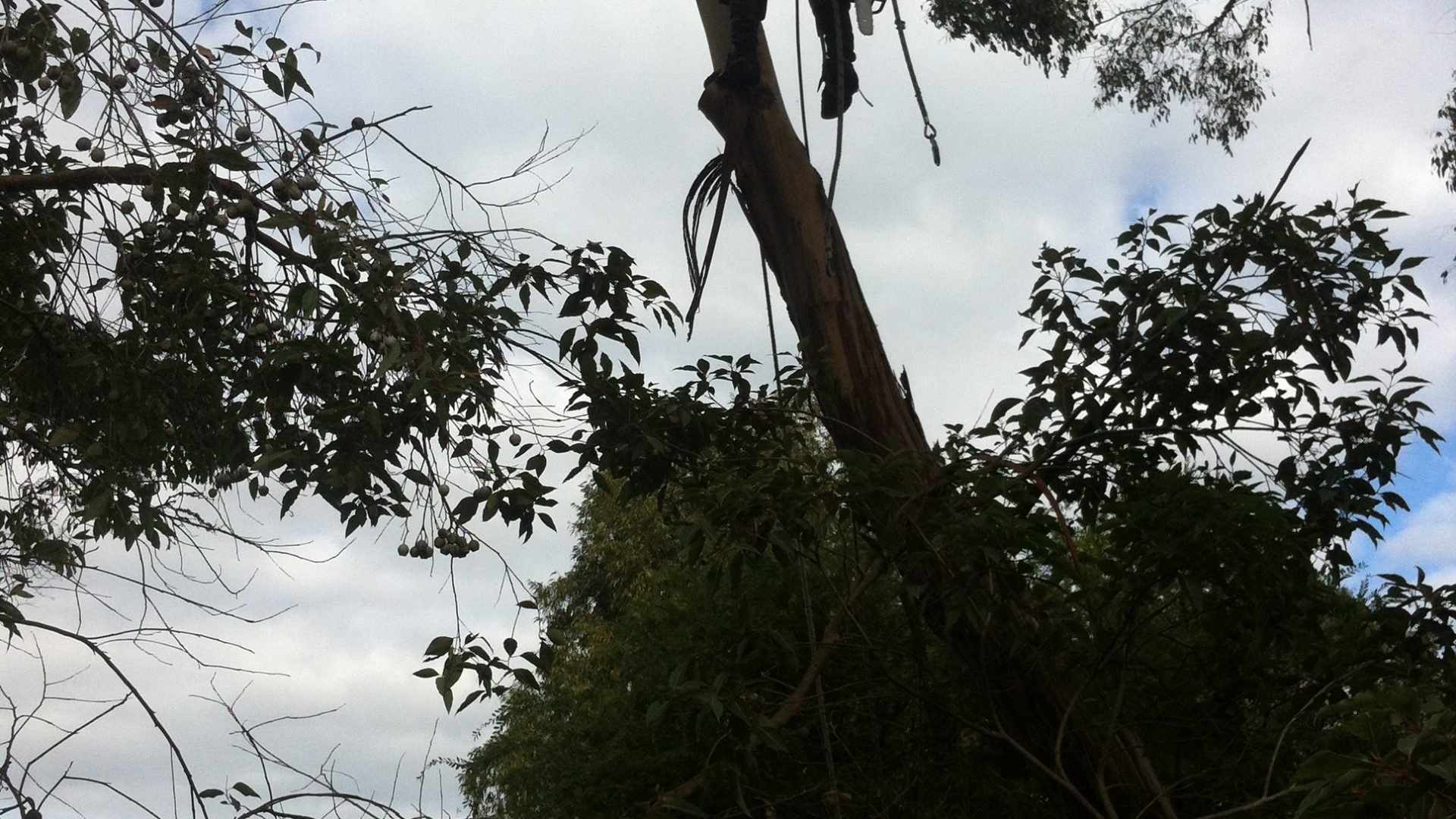Tree Services - Removal - Pruning - Langwarrin North