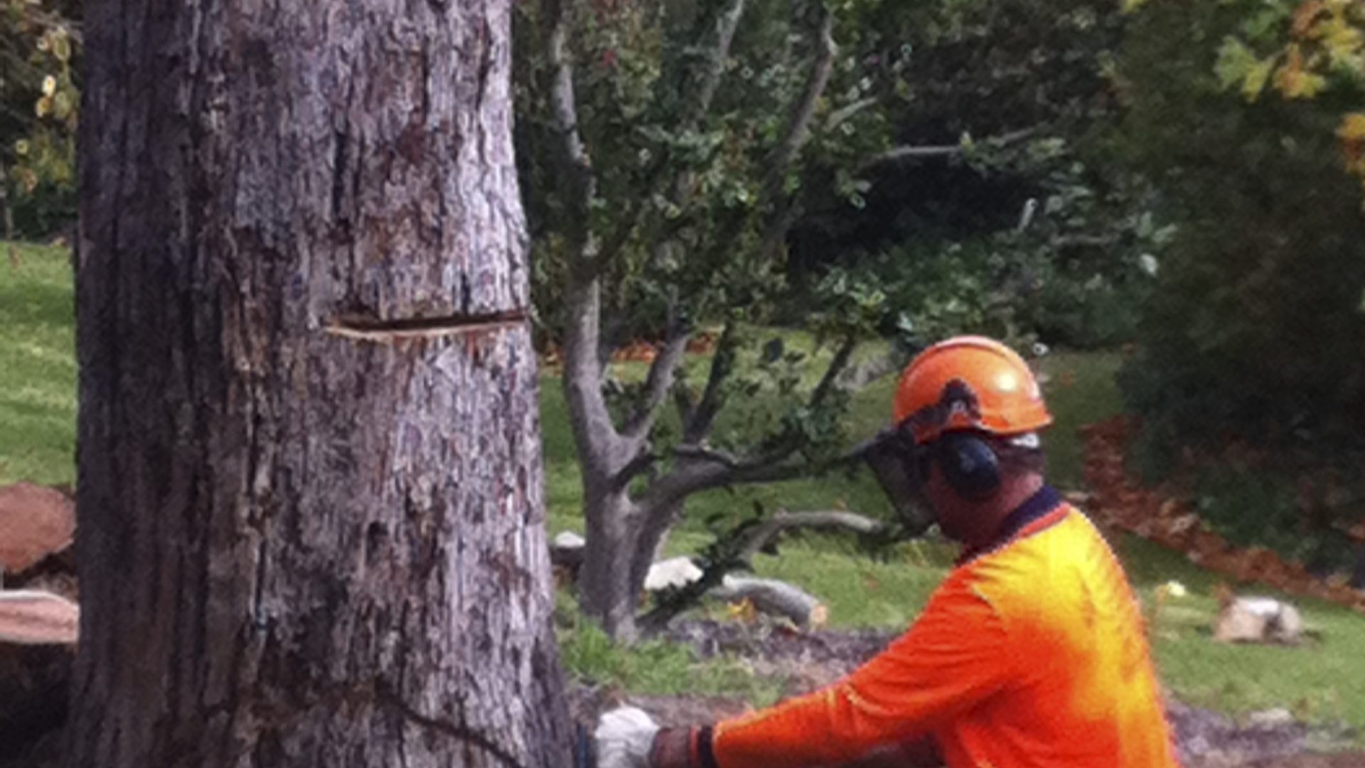 Hastings - Somerville Tree Removal - Pruning - Services