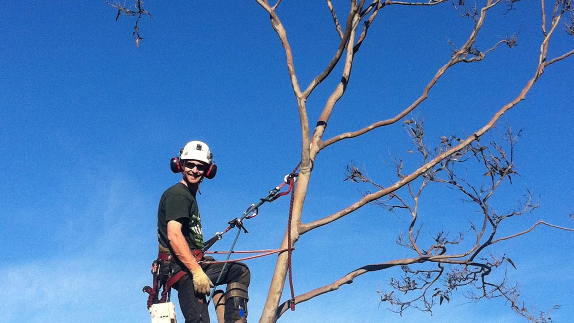 Expert Tree Felling Services in Mornington - Cut It Right Tree Services