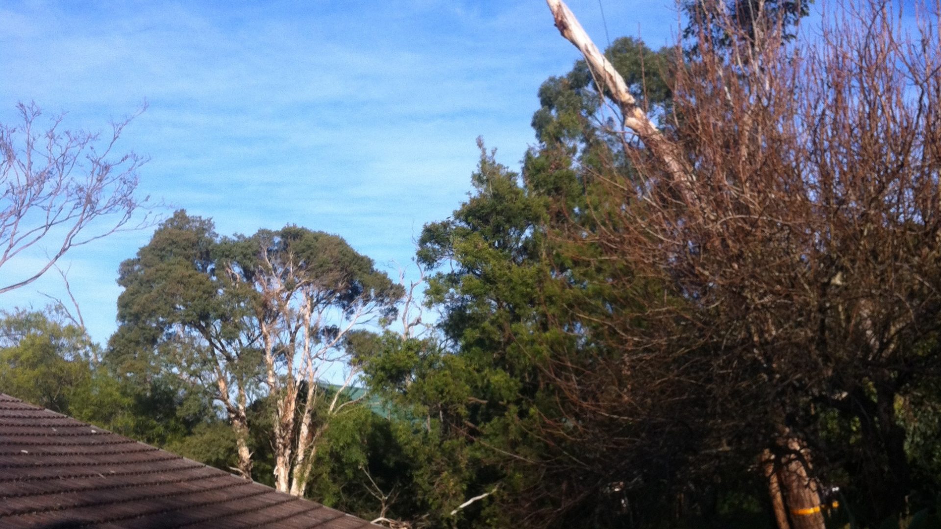 Complete Tree Care Services in Langwarrin - Cut It Right Tree Services