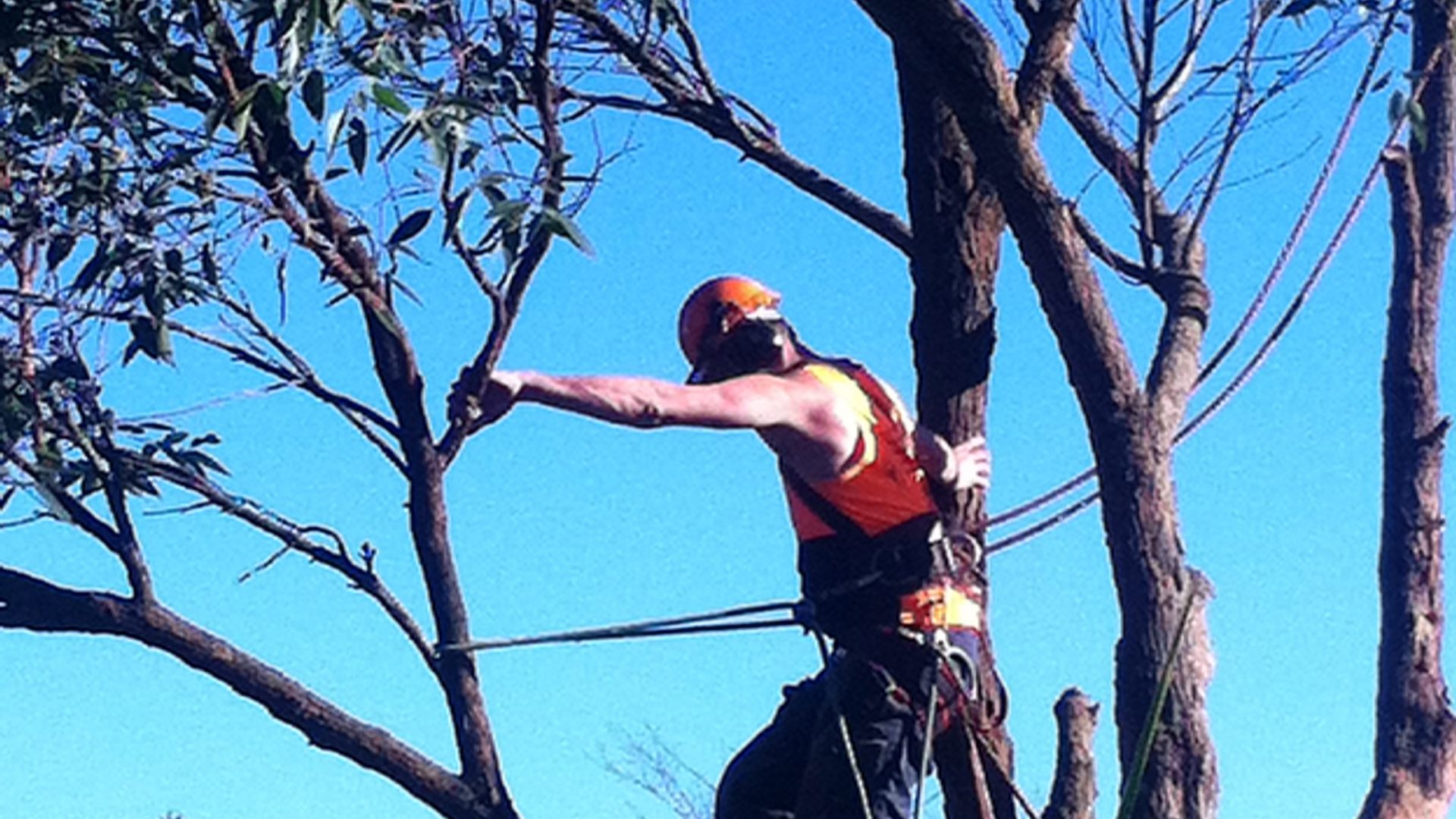Tree Service in Somerville, Pruning, Lopping, Felling & Stump Removal