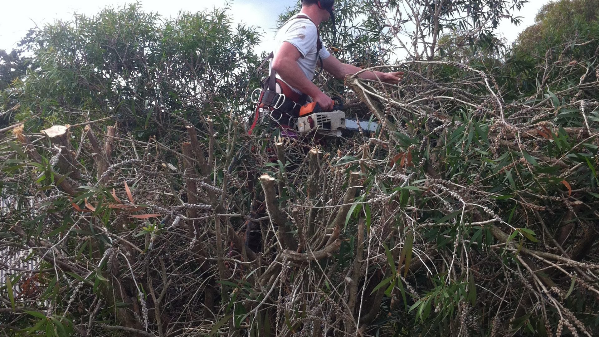 Frankston Pruning - Mulching - Tree Removal Services