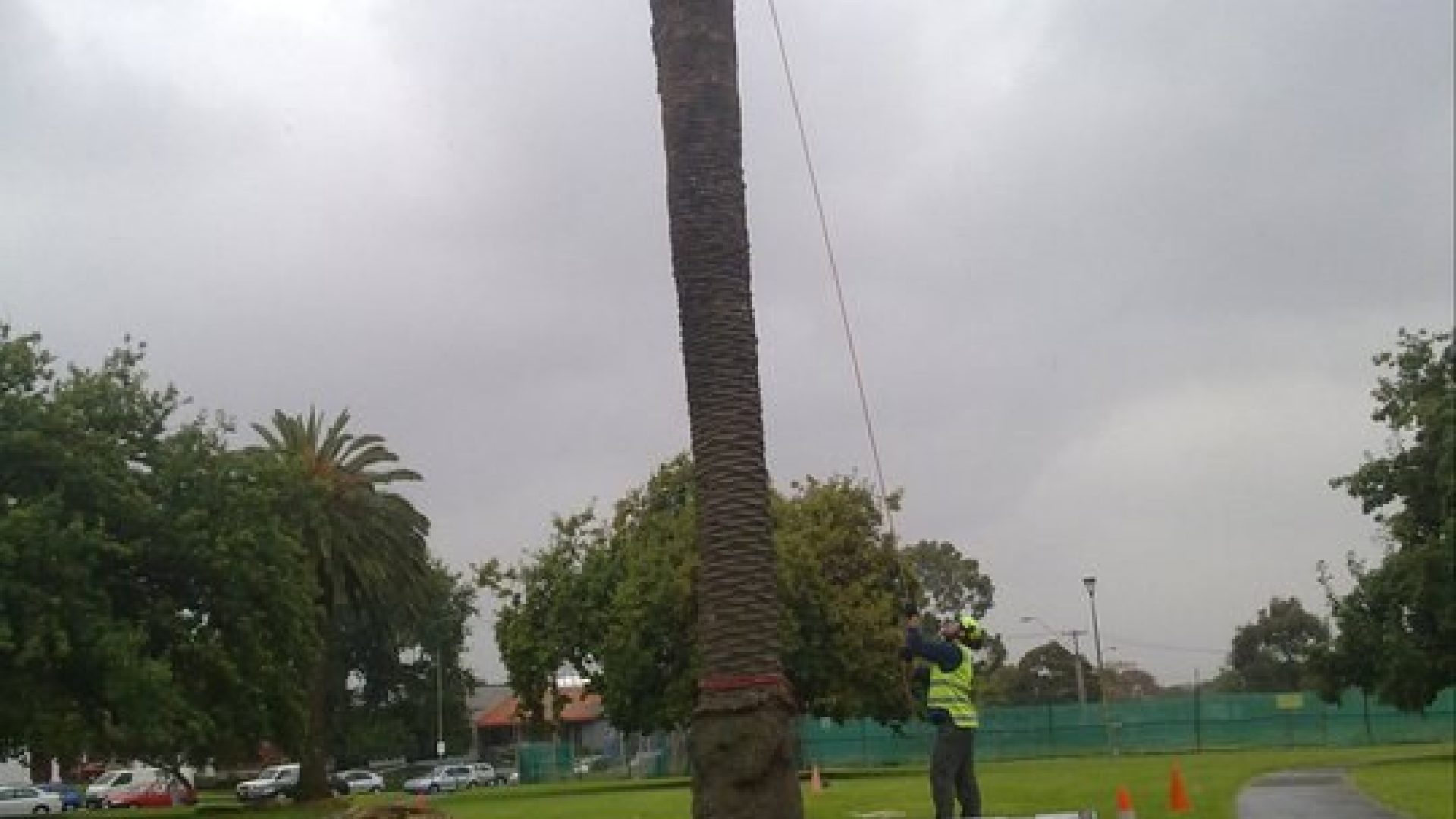 Palm Tree Removal & Maintenance