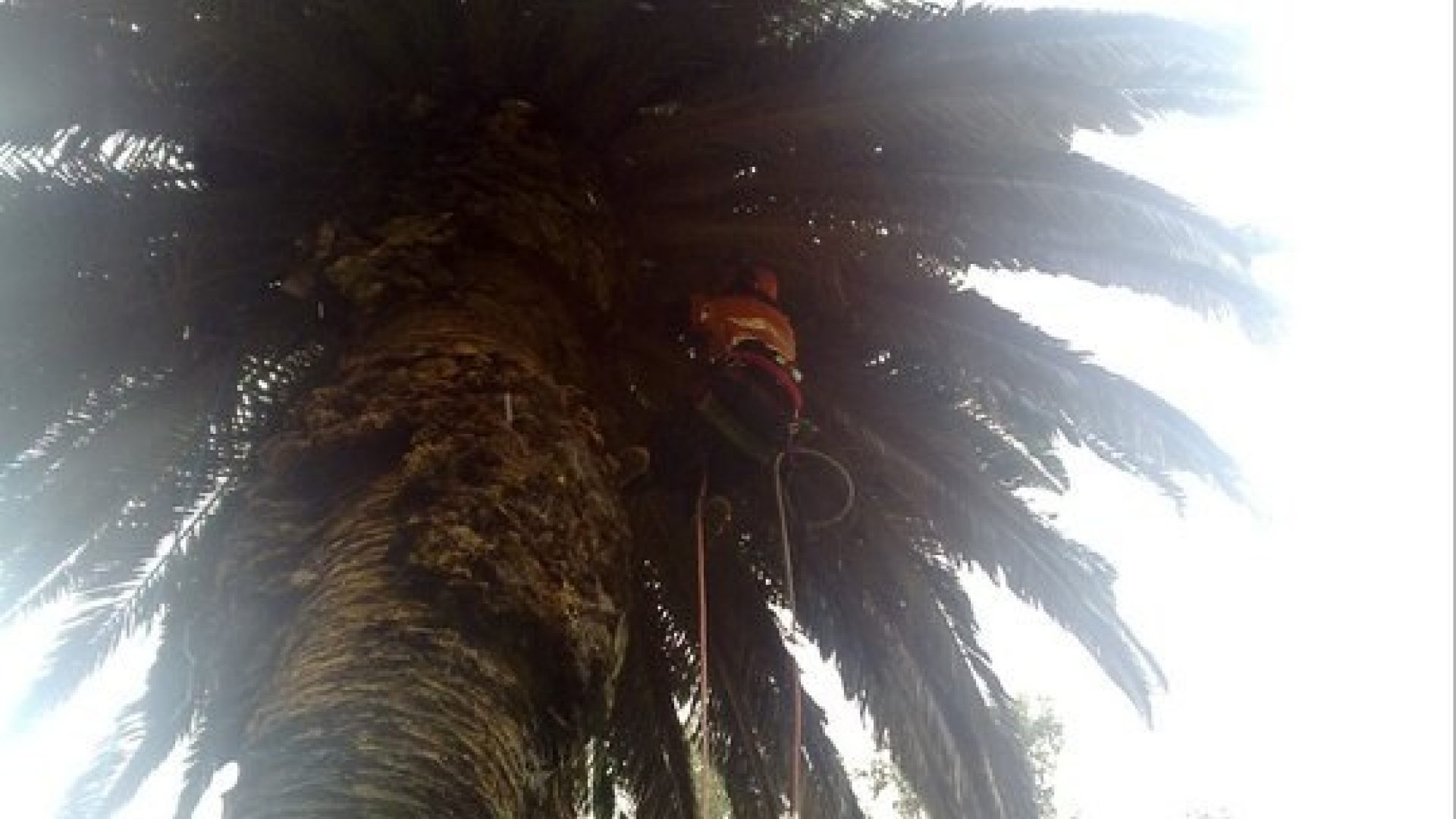 Palm Tree Maintenance