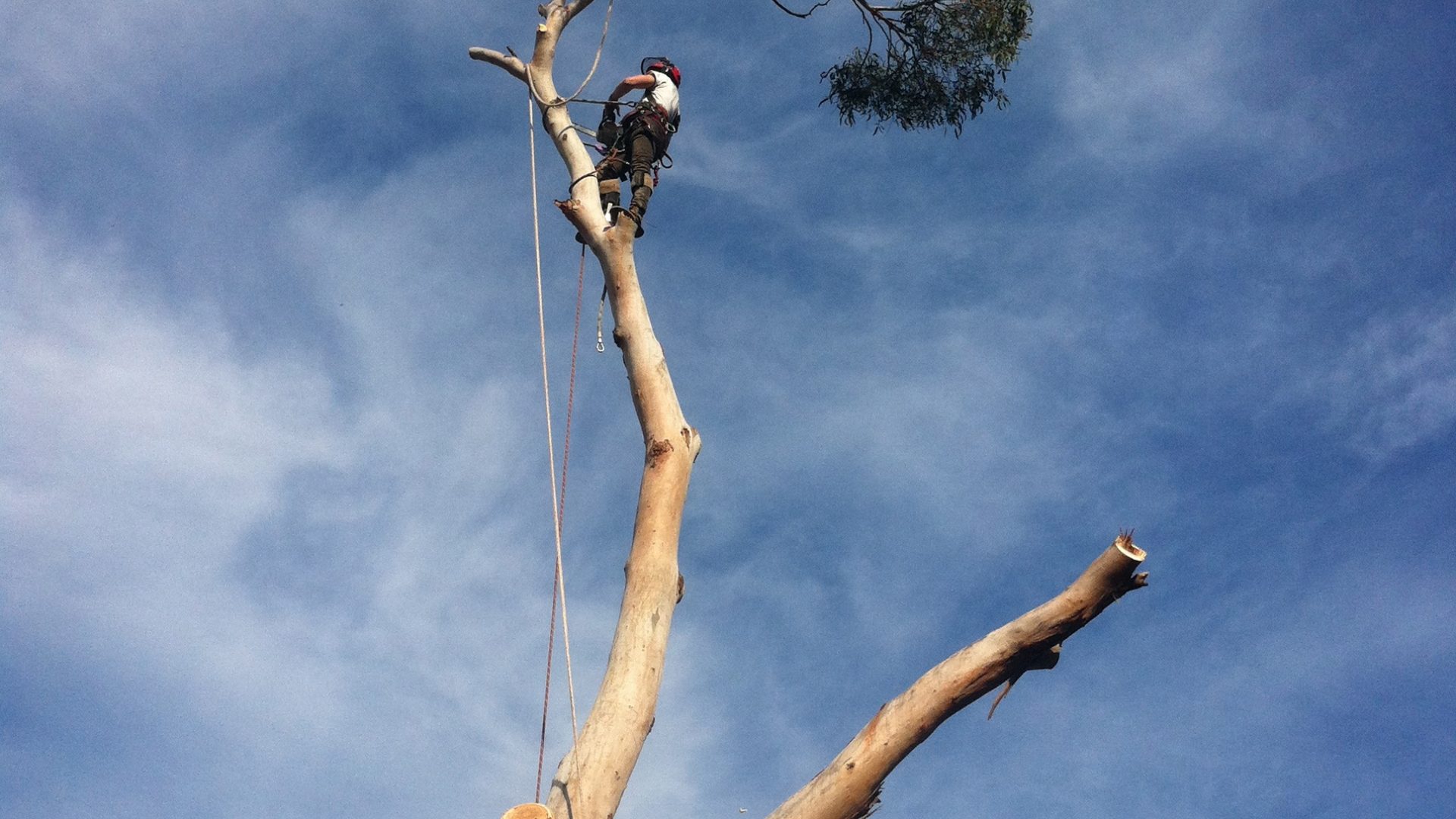 Tyabb Tree Removal - Pruning - Lopping - Cutting Services