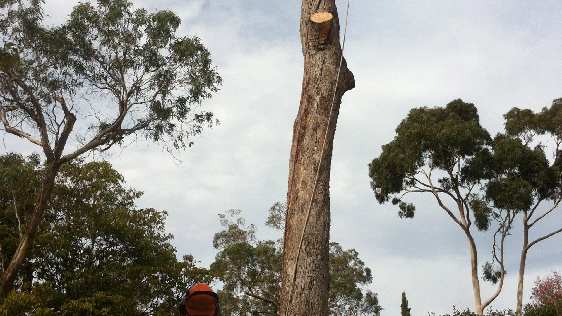 Tree Felling - Tree Lopping Servies - Tree Removal Mt Eliza