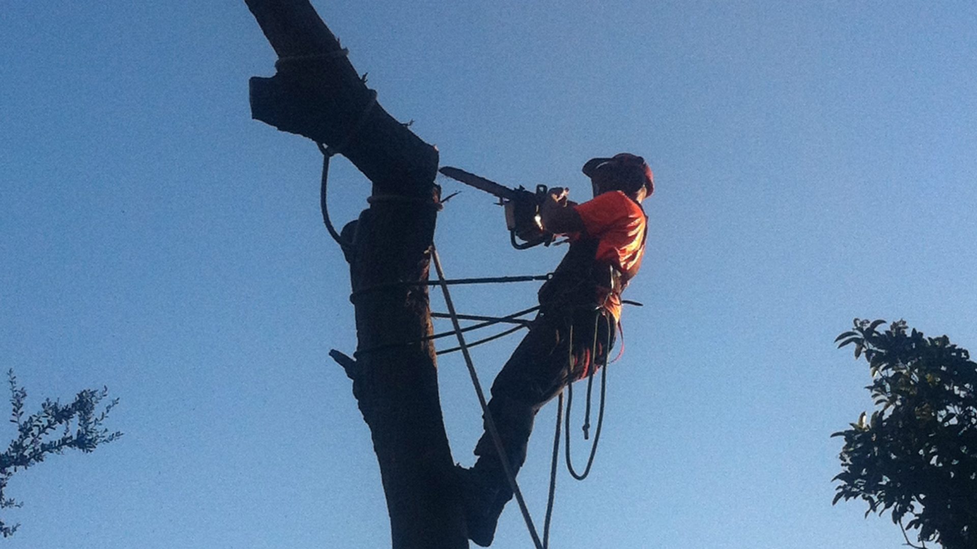 Tree Removal Service Endeavour Hills - Pruning - Lopping